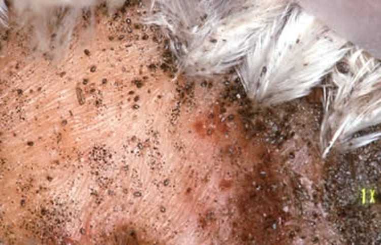 <i >Ornithonyssus sylviarum</i> mites, hen