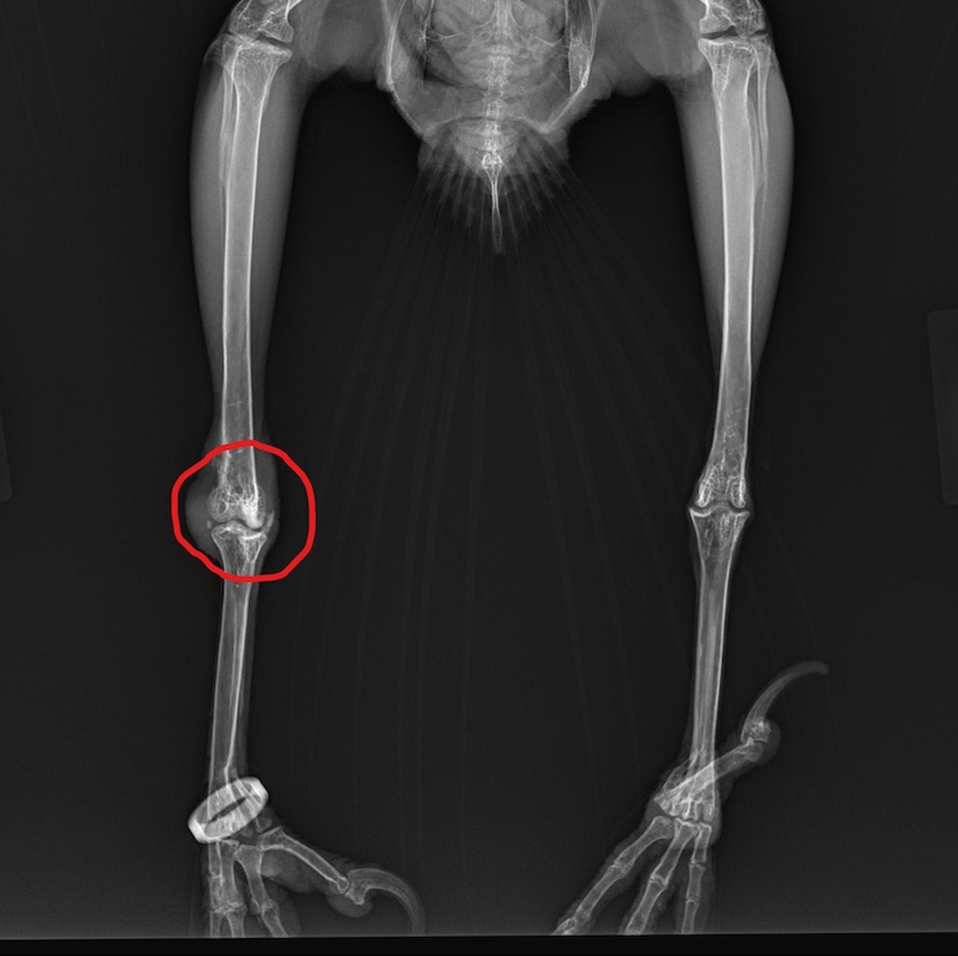 Osteoarthritis, white-necked raven