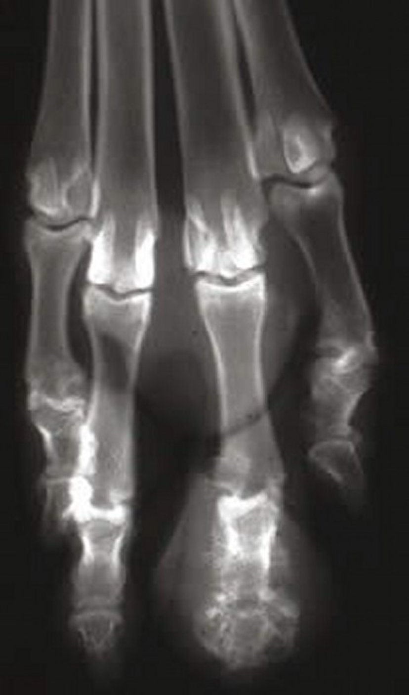 Osteomyelitis, dog