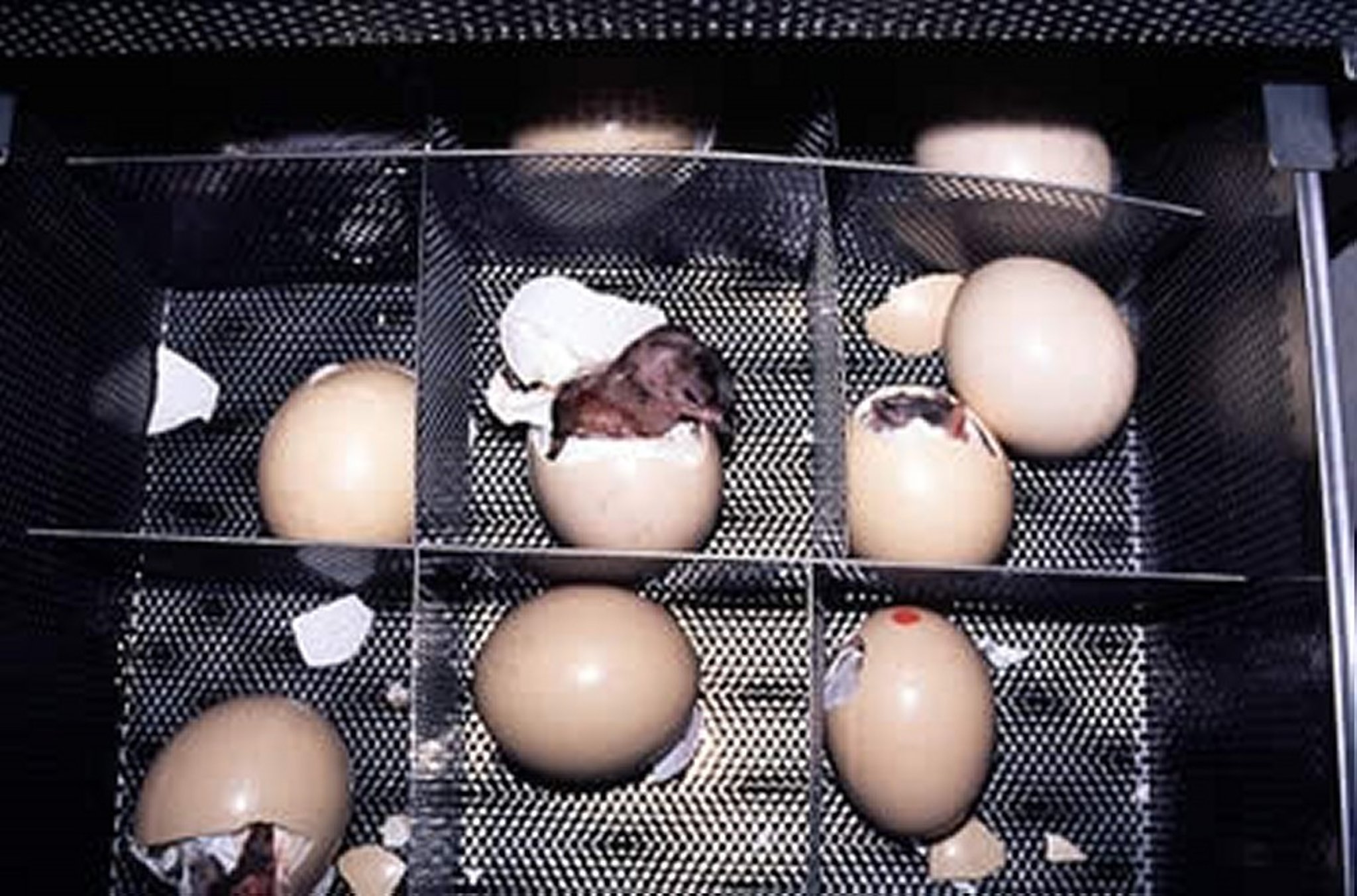 Ostrich chicks hatching