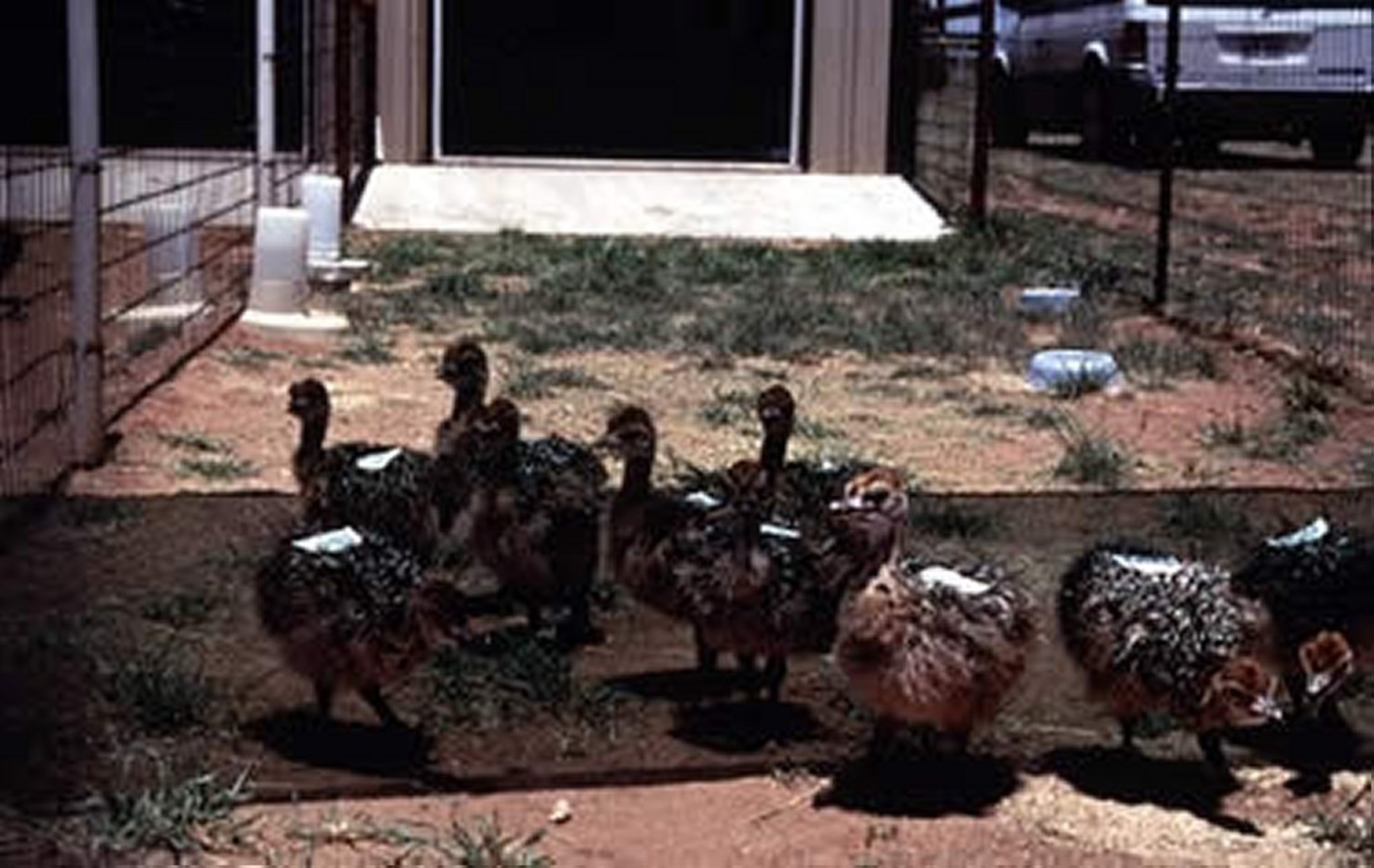 Ostrich chicks in run