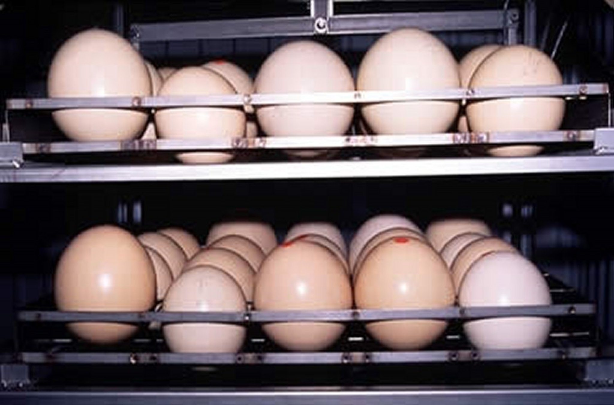 Ostrich eggs in incubator
