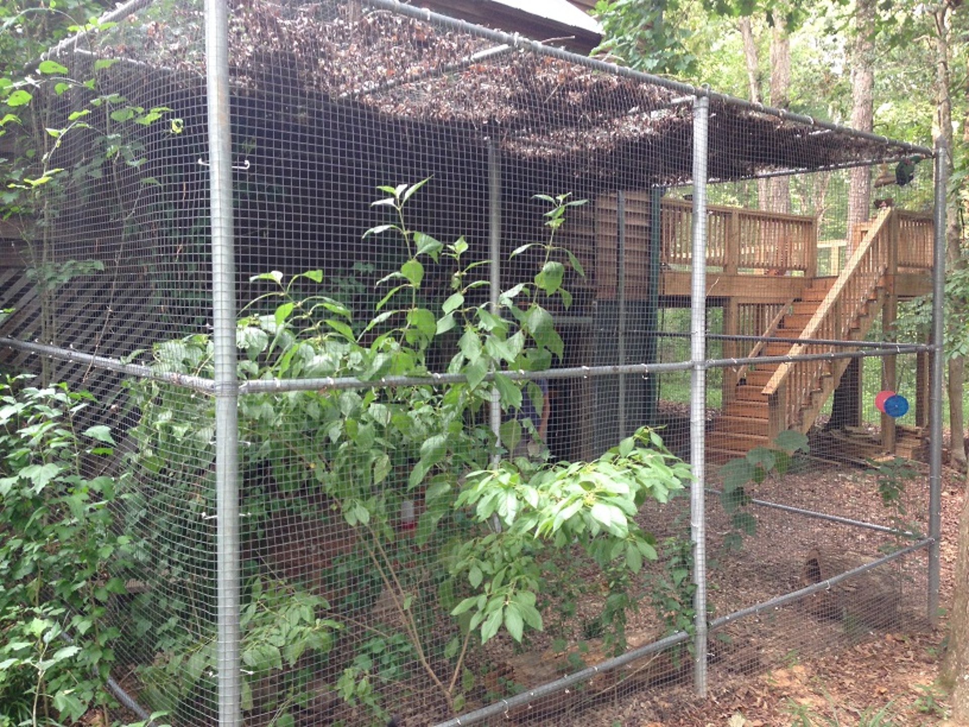 Outdoor enclosure, rabbits