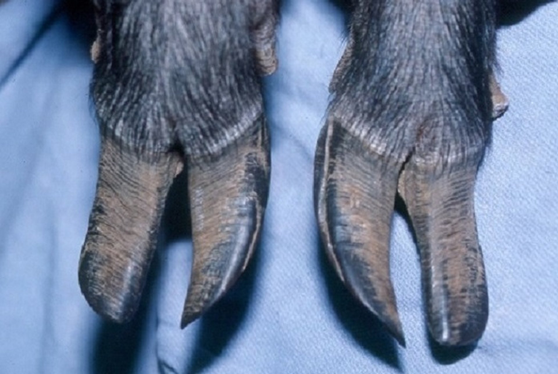 Overgrown nails, miniature pig