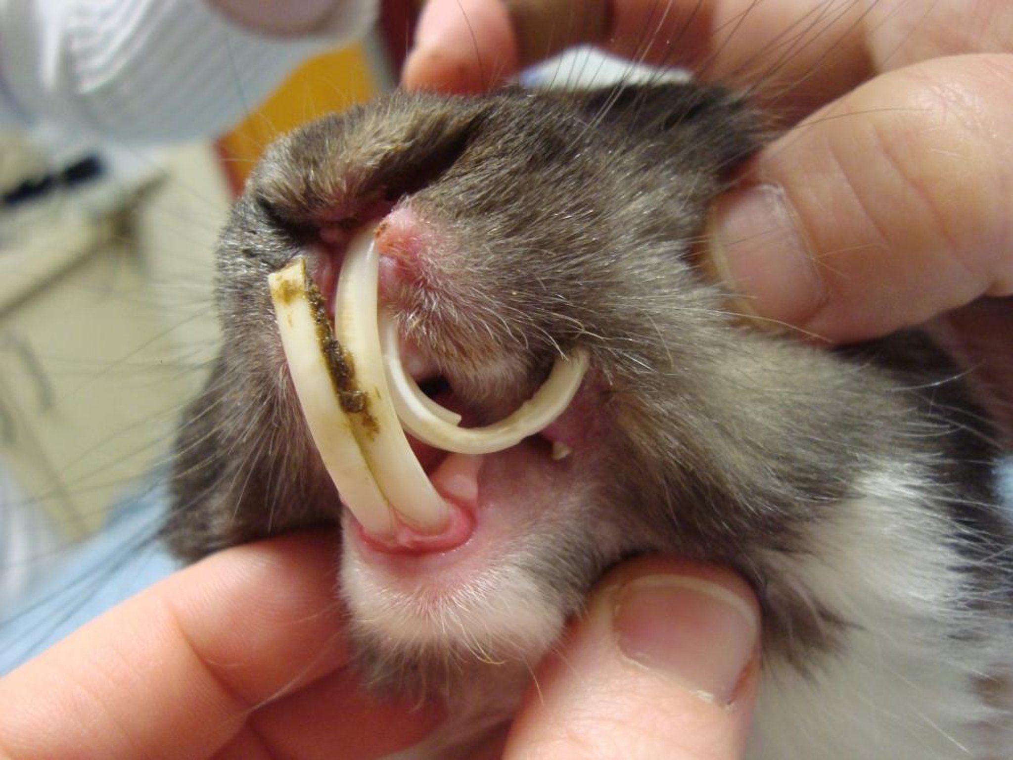 Overgrown incisor teeth, rabbit