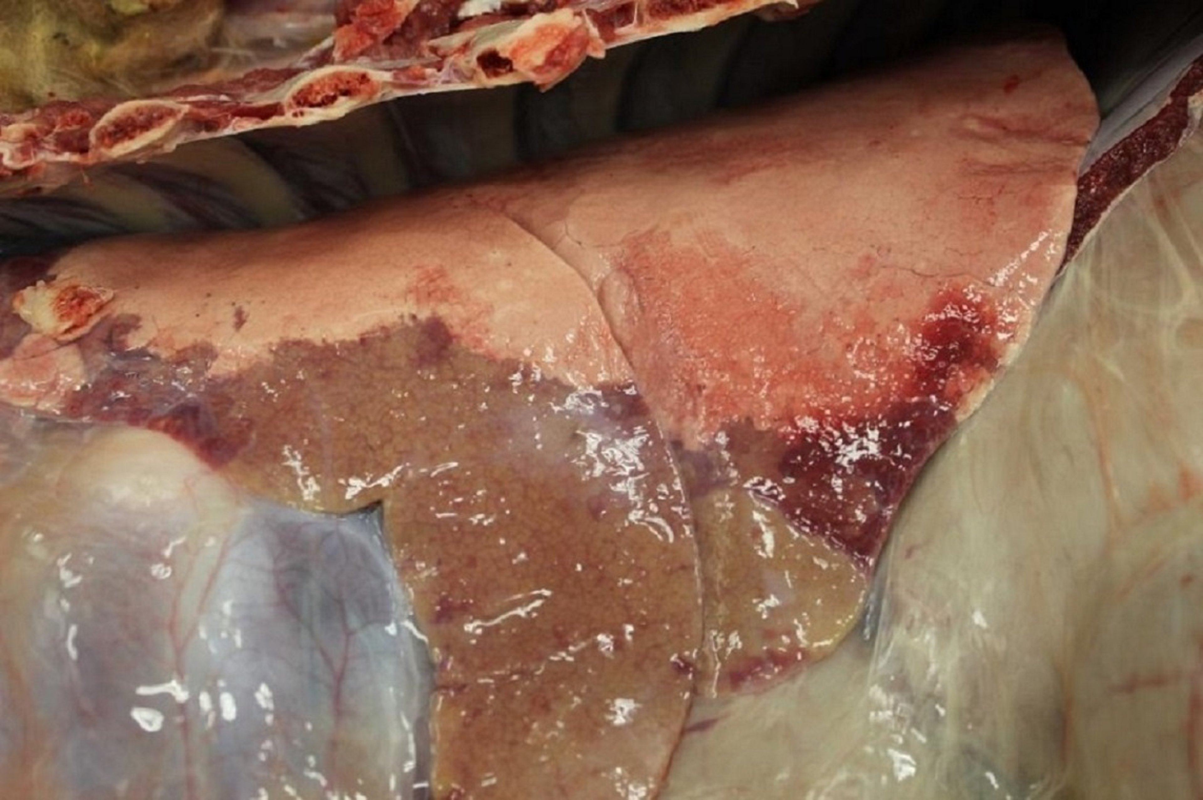 Ovine pulmonary adenocarcinoma, necropsy