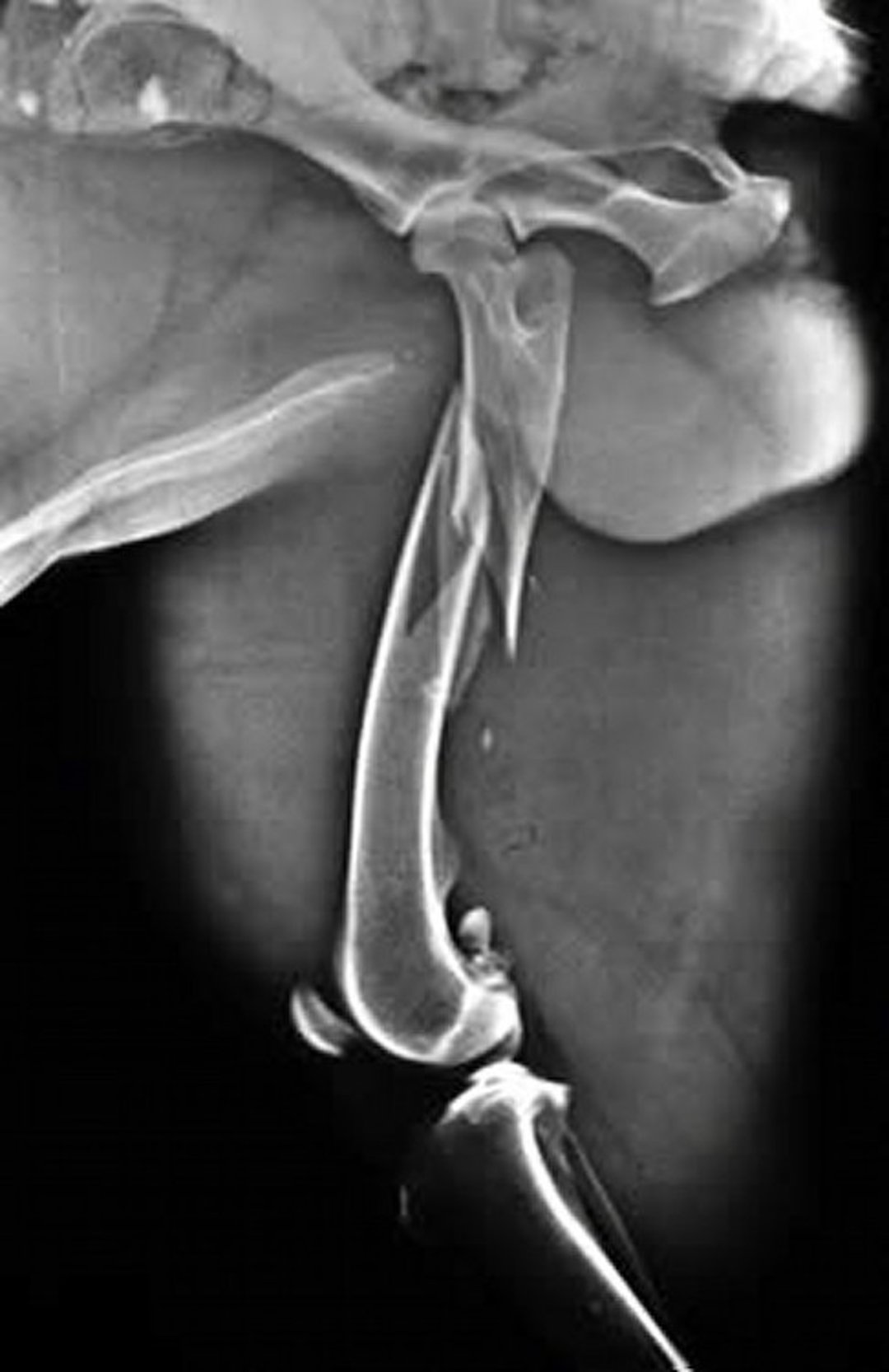 Fratura cominutiva oblíqua do fêmur, radiografia, cão