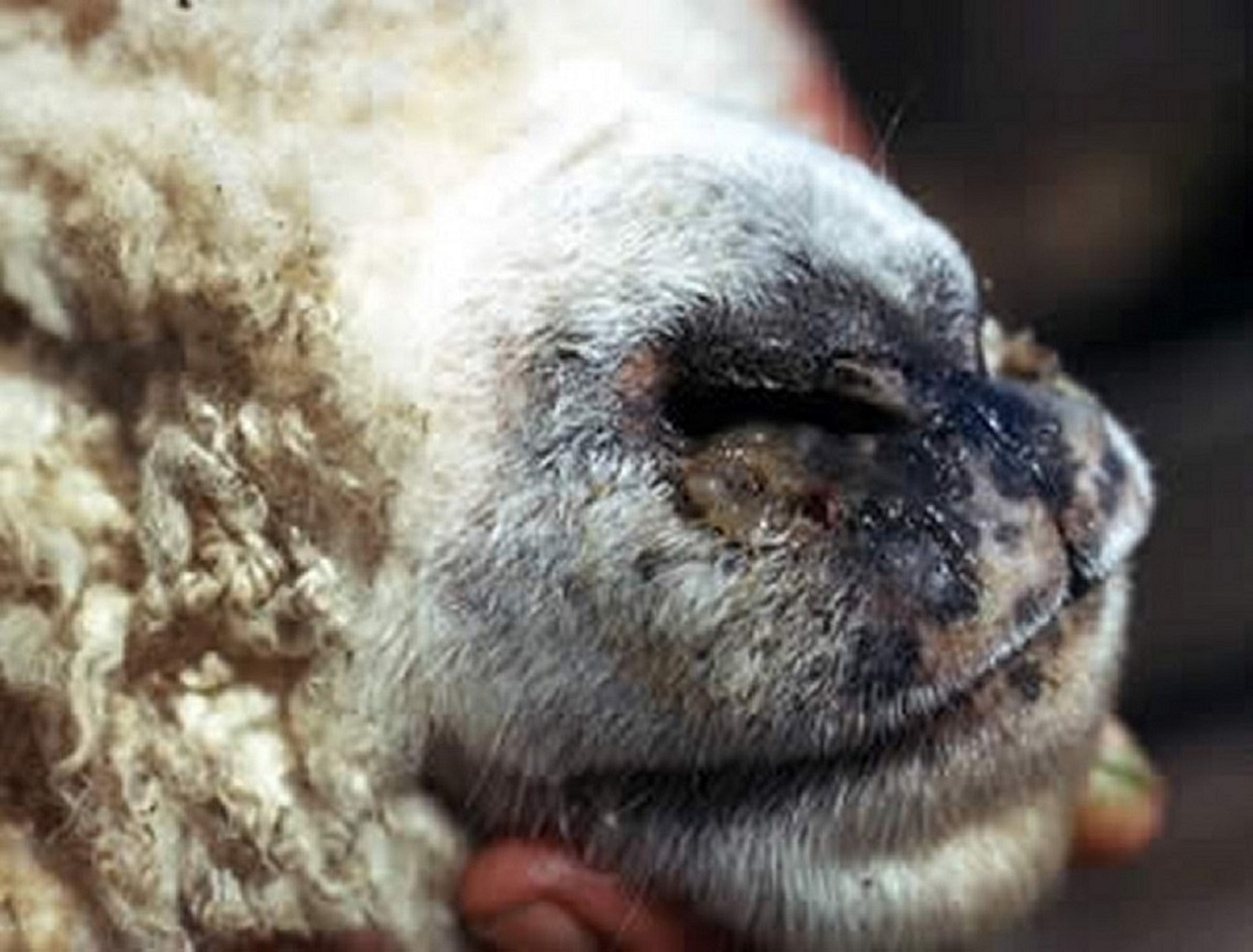 <i >Oestrus ovis</i>, lesión macroscópica, en las fosas nasales de una oveja