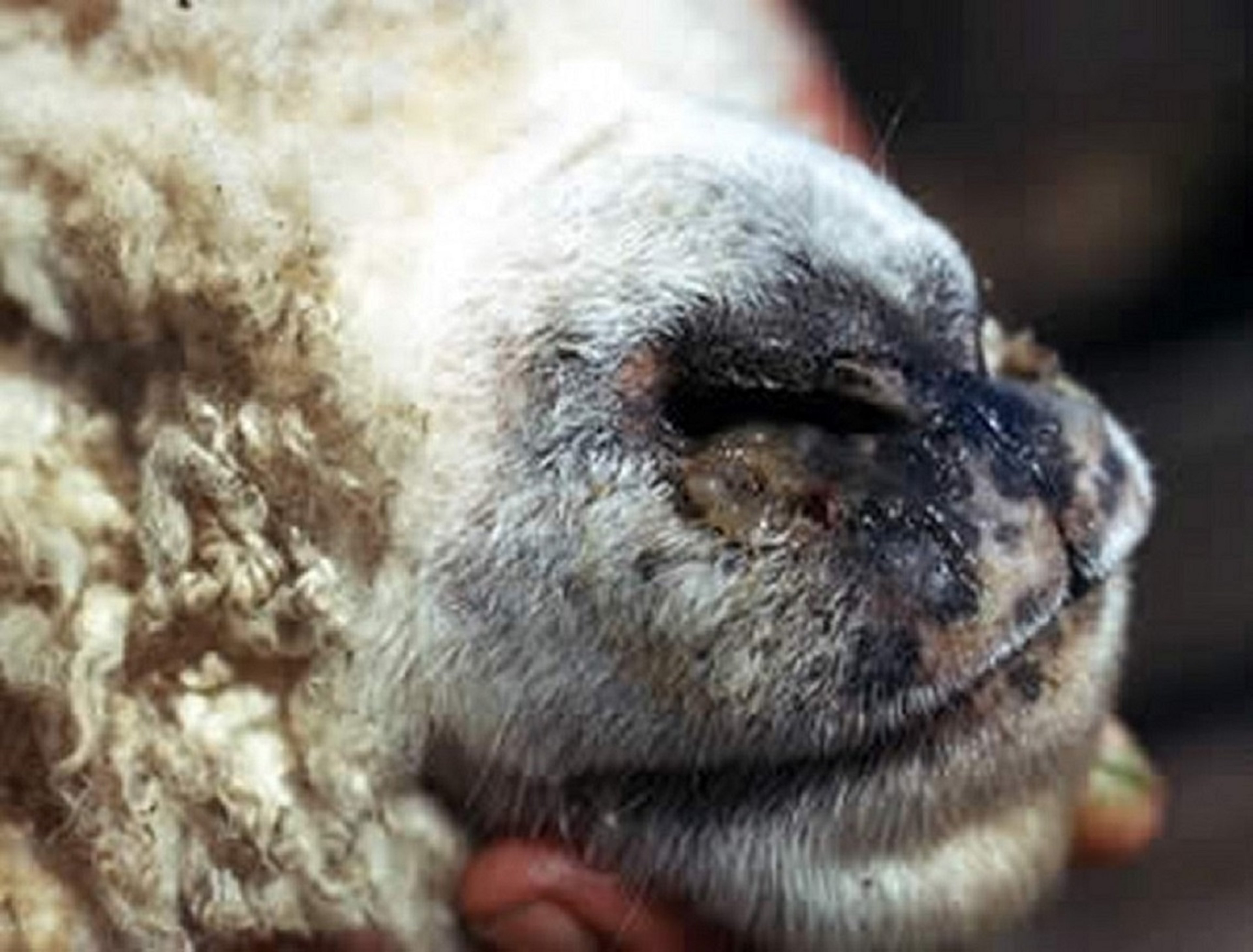 <i >Oestrus ovis,</i> lesão macroscópica, narinas ovinas