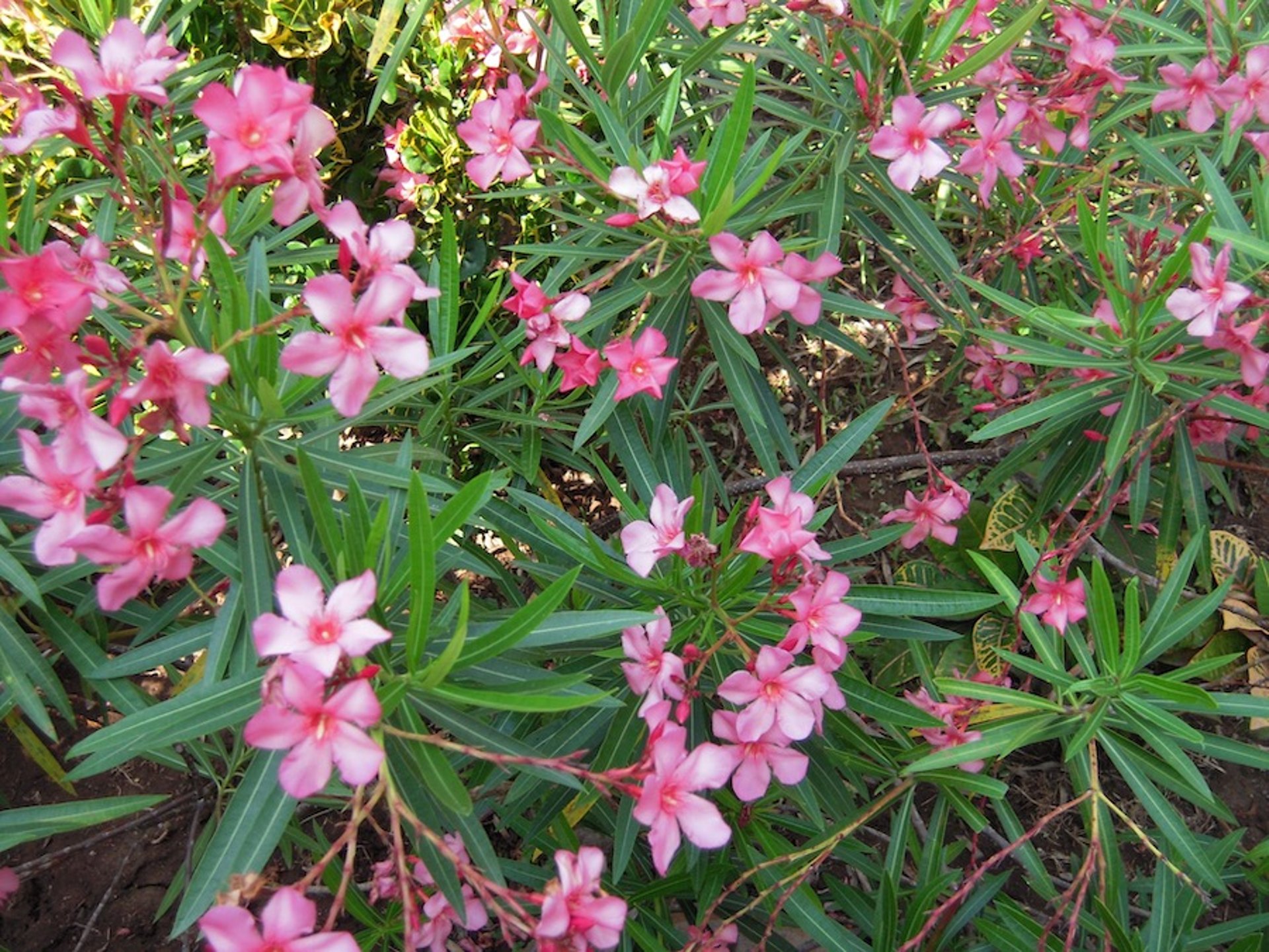 Oleander (<i >Nerium oleander</i>)