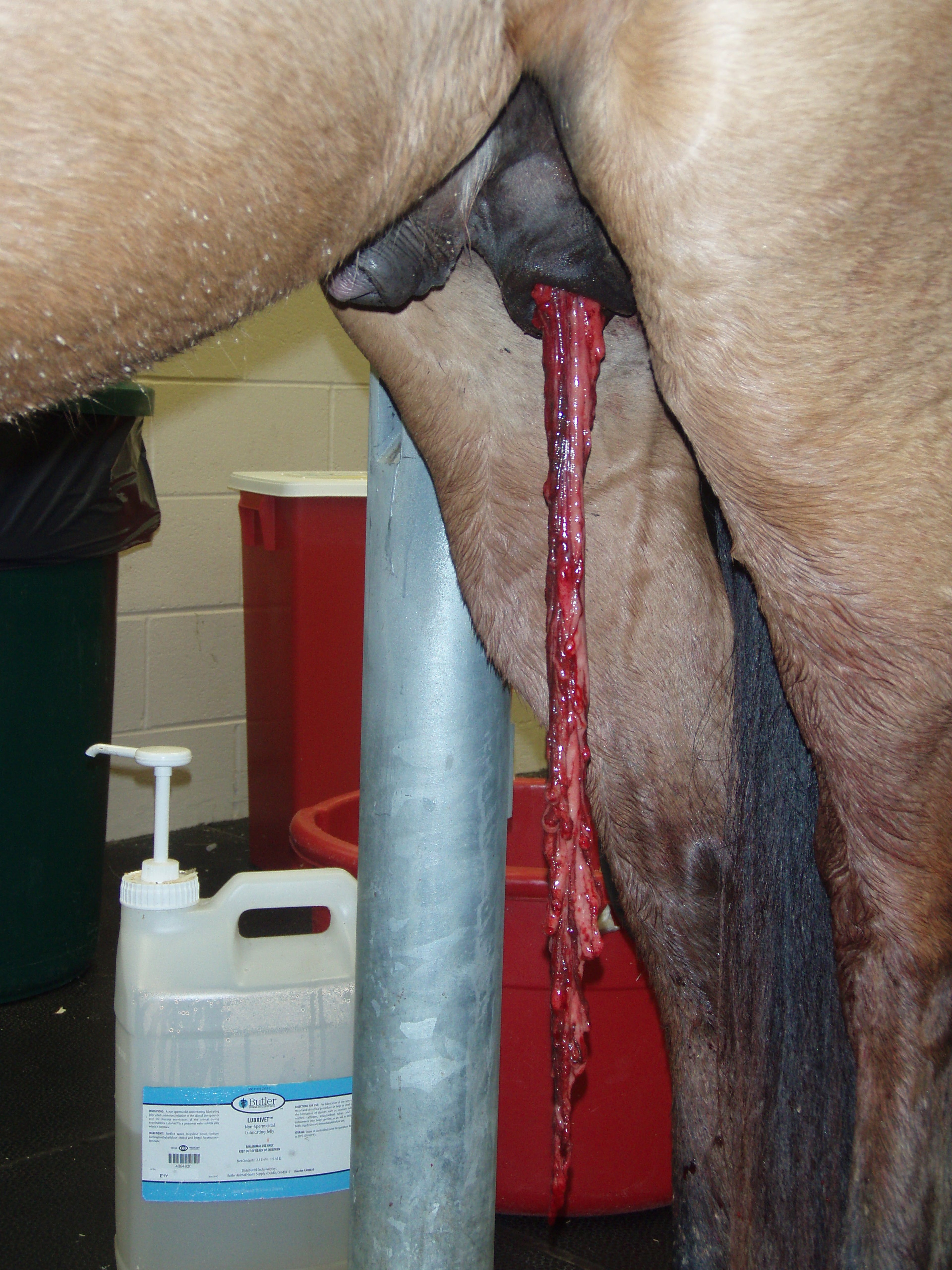 Hernia de epiplón, caballo