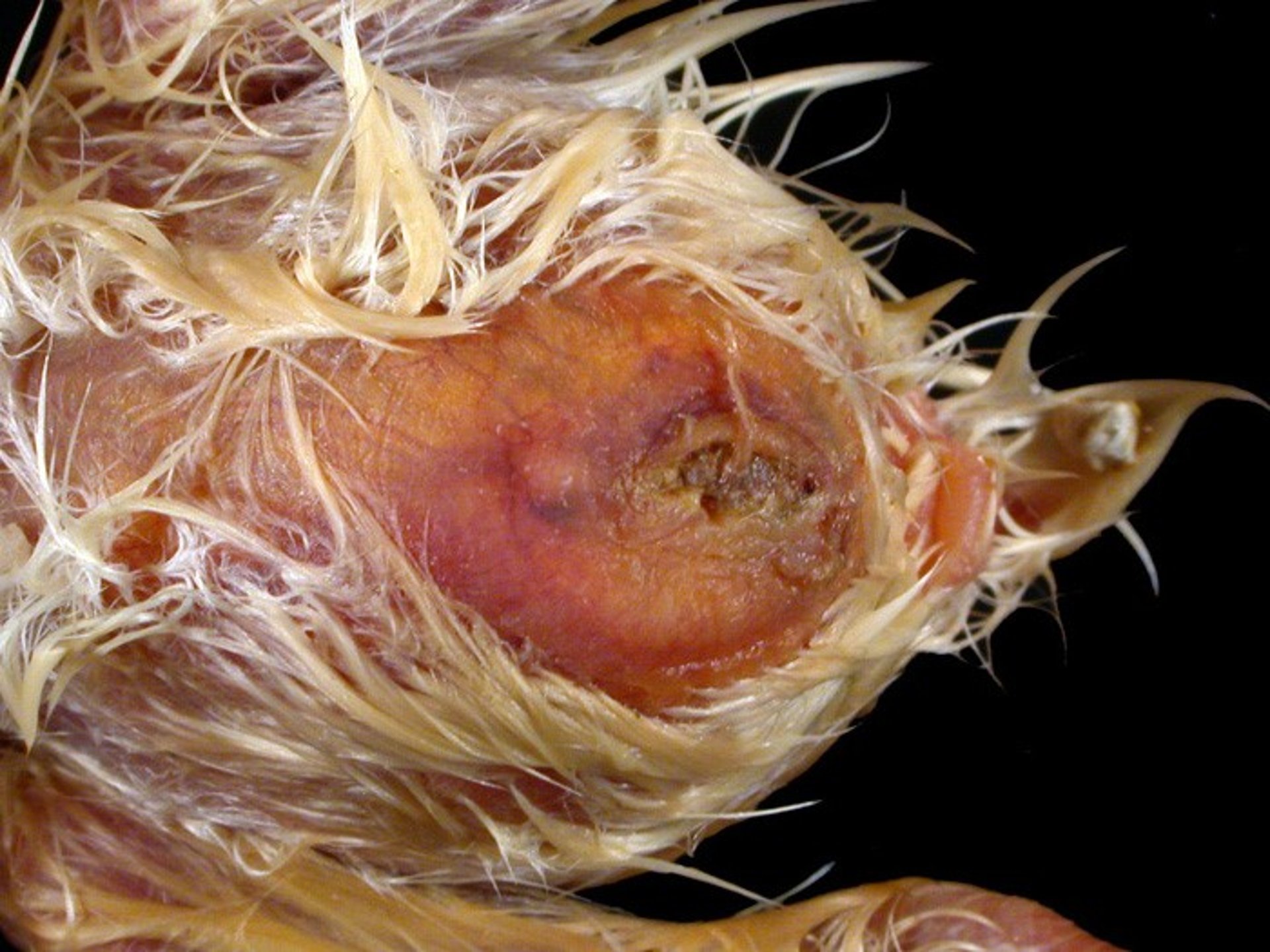 Omphalitis, unhealed navel, chick