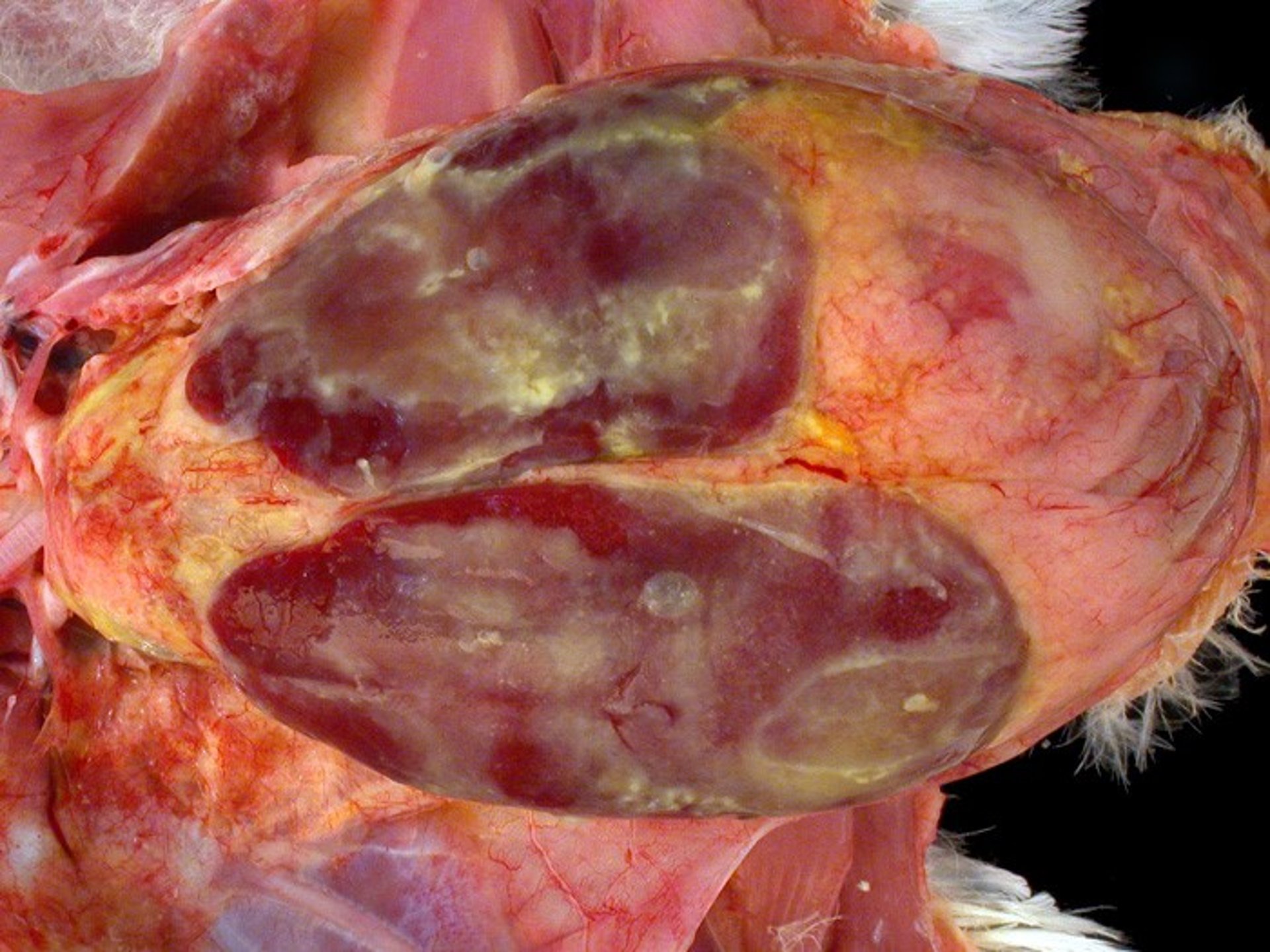 Omphalitis, yolk sac infection, chick