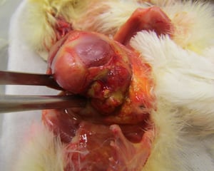 Omphalitis, young chick