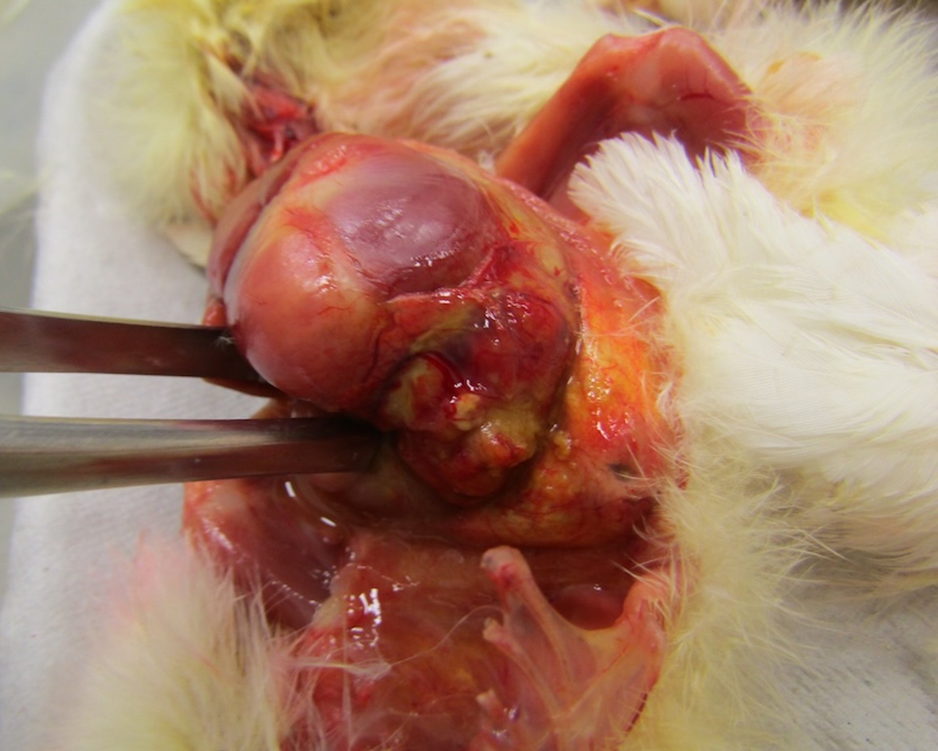 Onfalitis, pollito