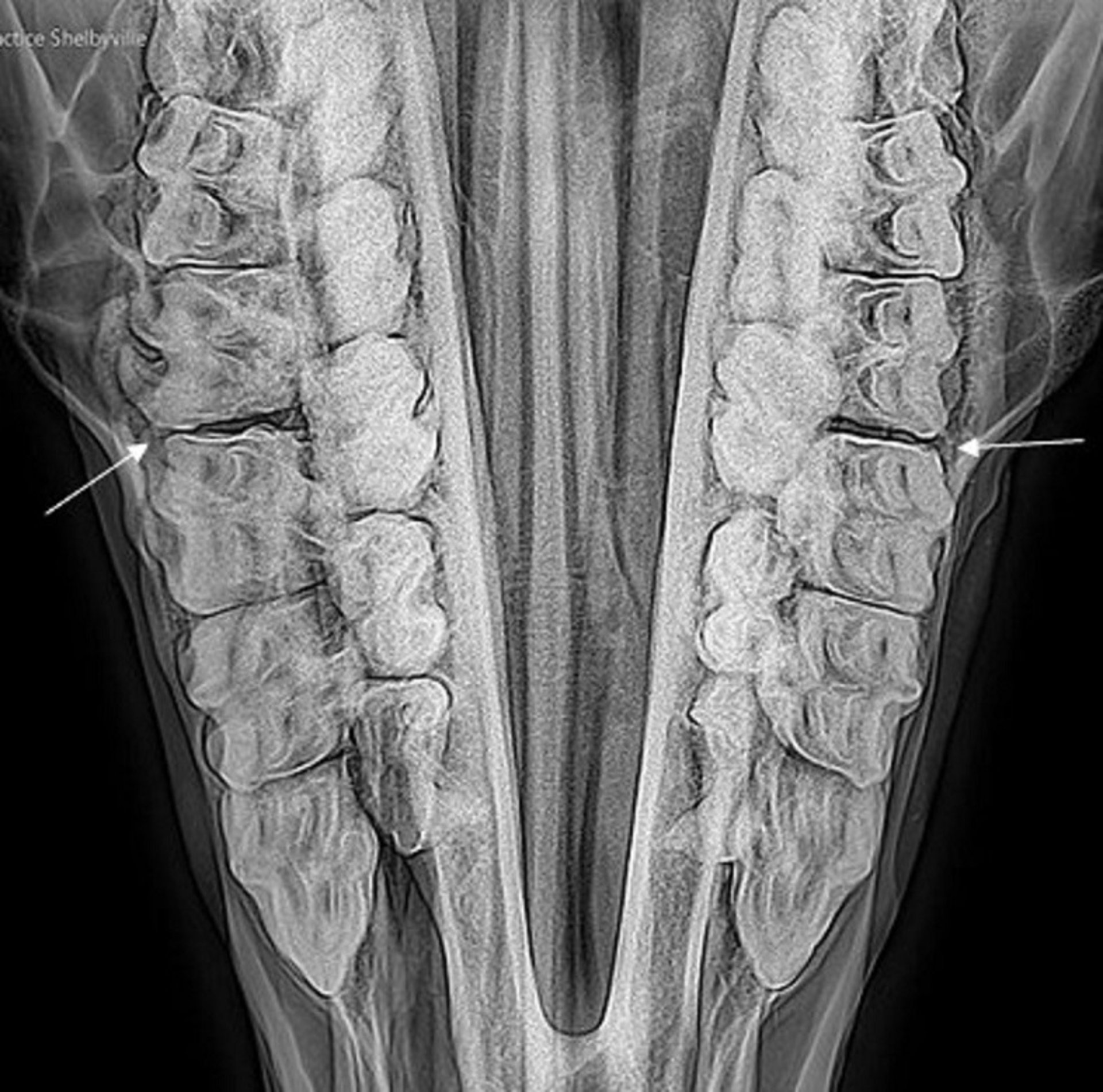 Diastema abierto, caballo, radiografía