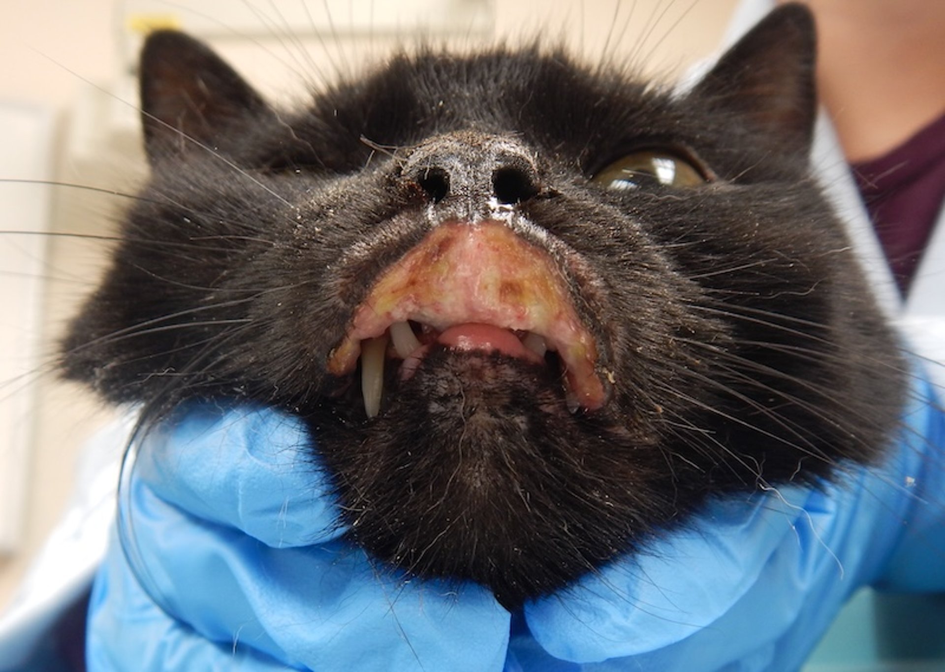 Eosinophilic ulcer, less common presentation, cat