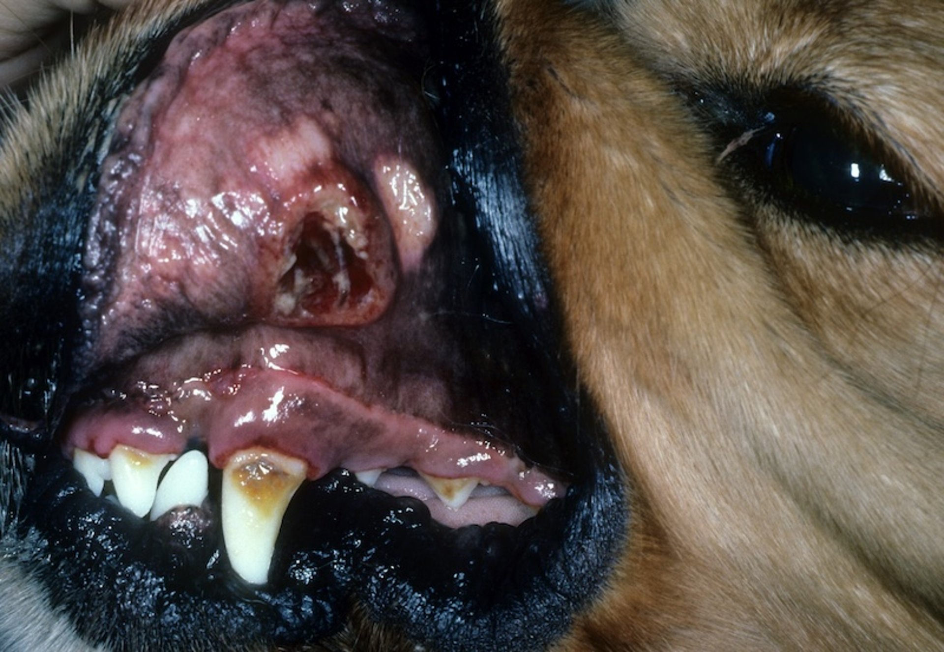 Granuloma eosinofílico en perros