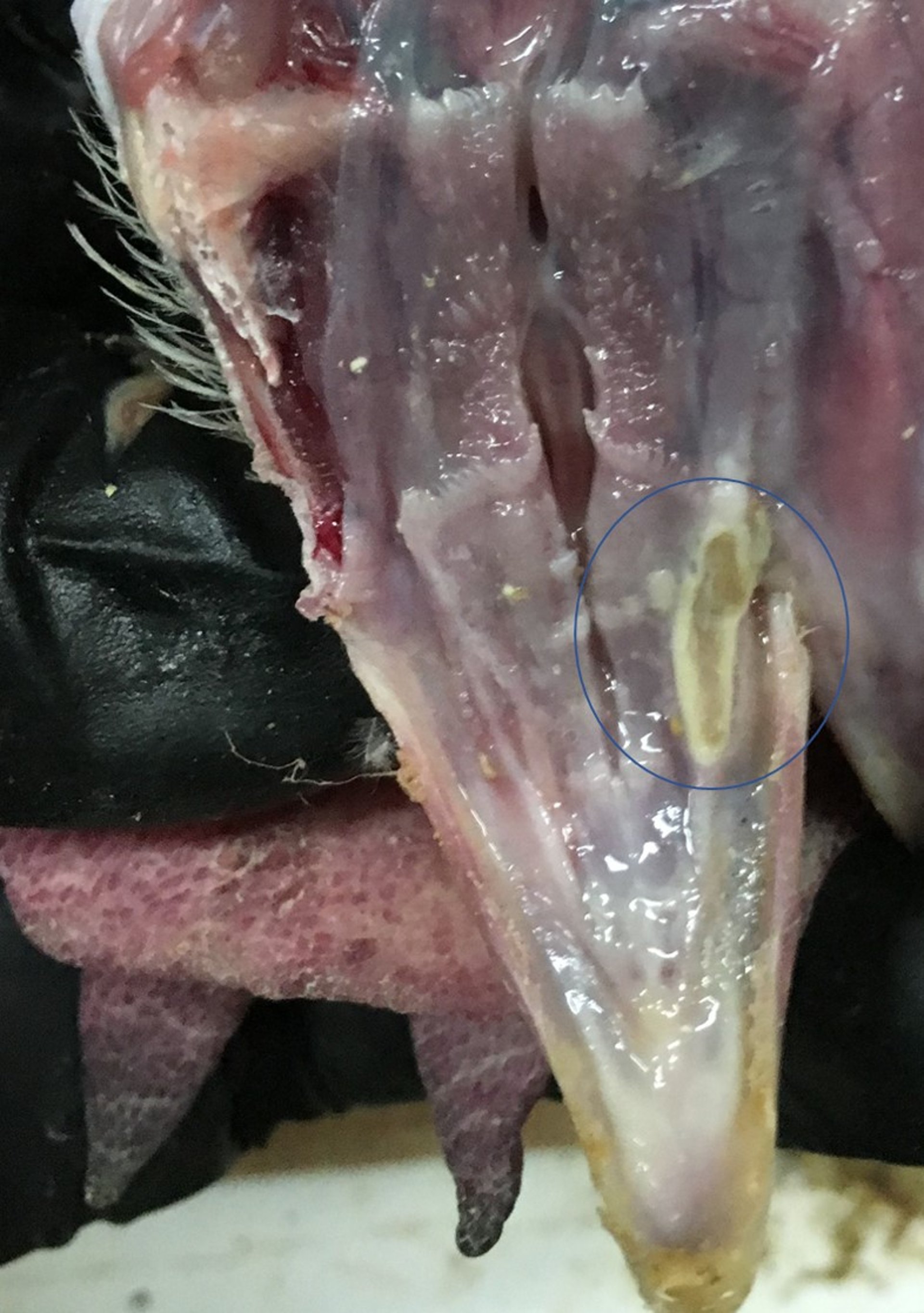Lesión oral, micotoxicosis, pollo