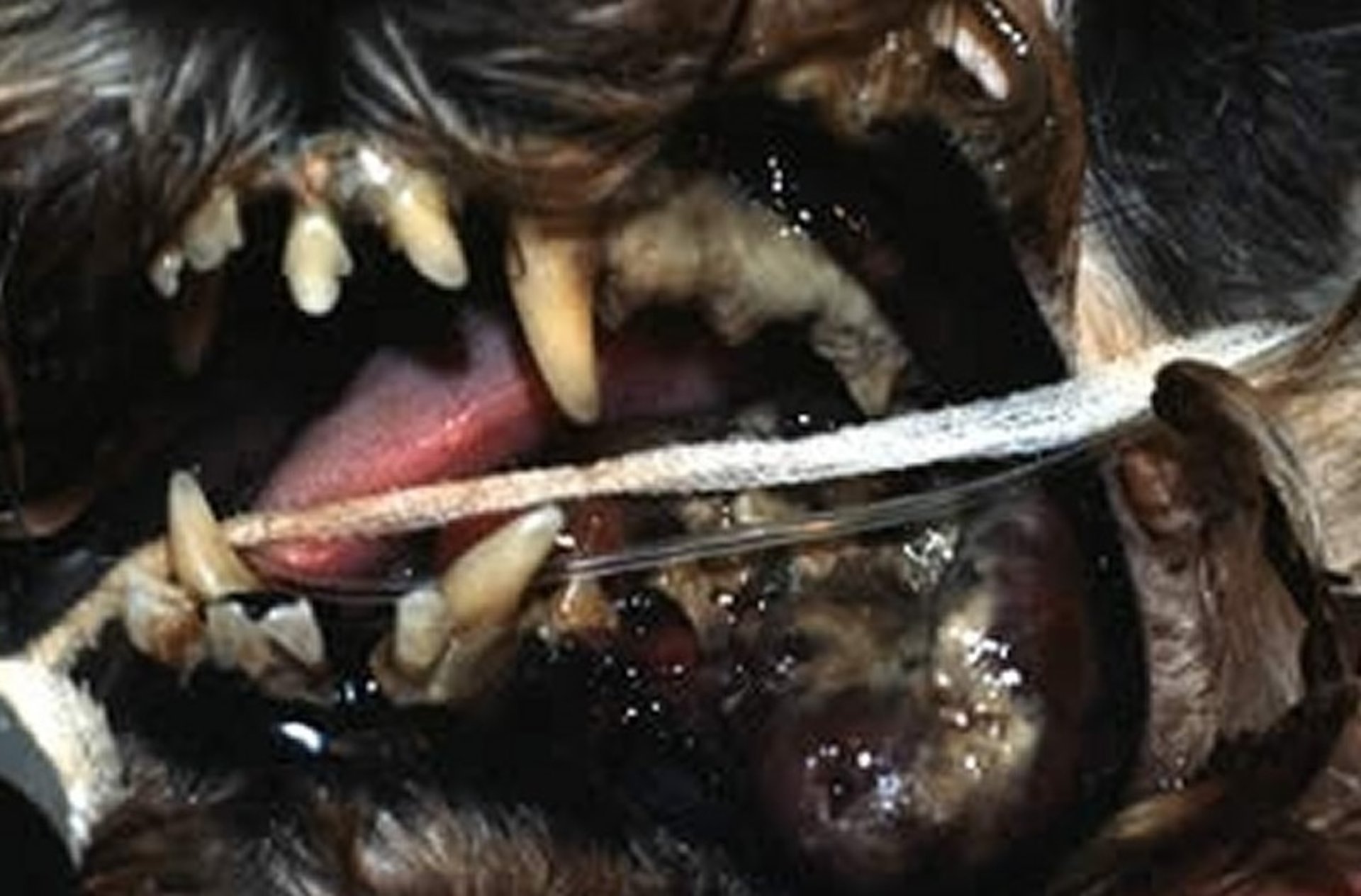 Oral malignant melanoma, dog