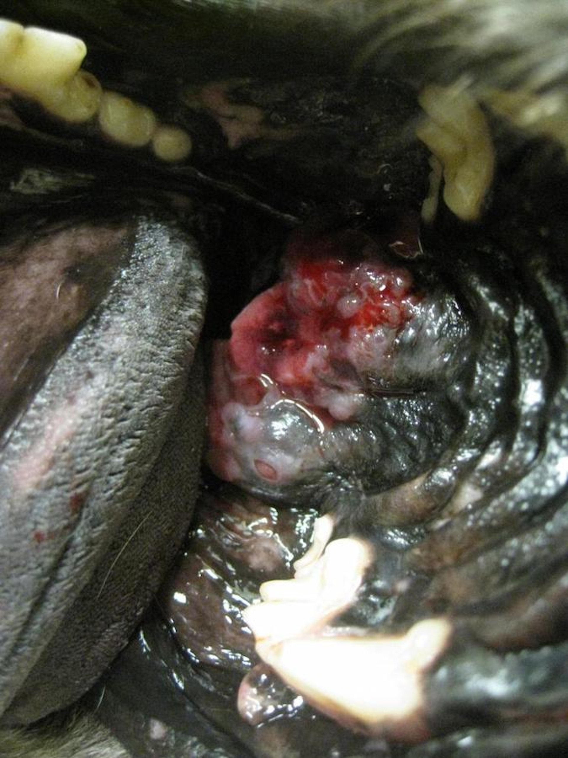 Melanoma maligno oral no palato duro, cão