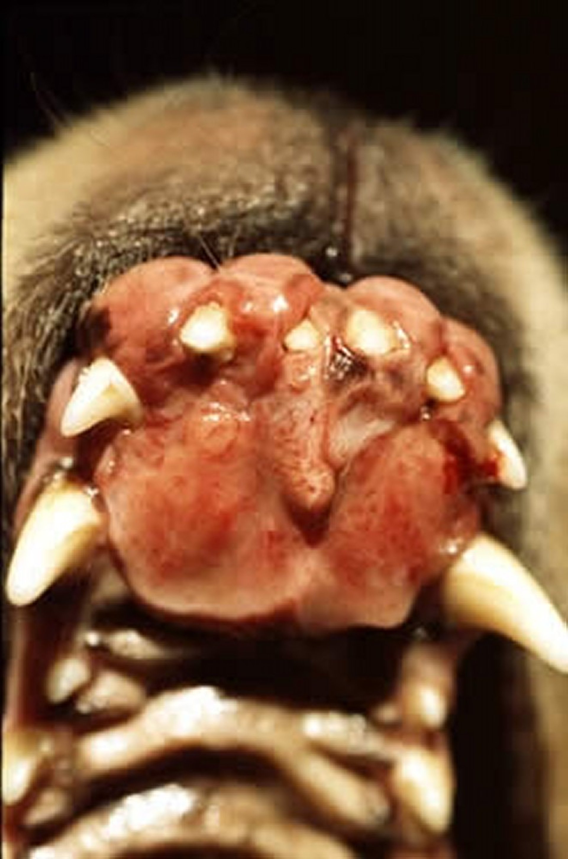 Mastocitoma oral, perro