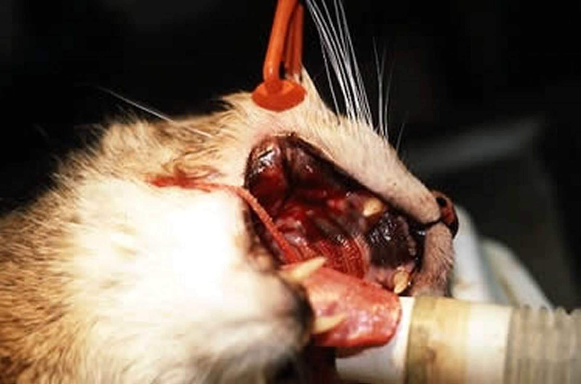 Carcinoma oral de células escamosas, gato