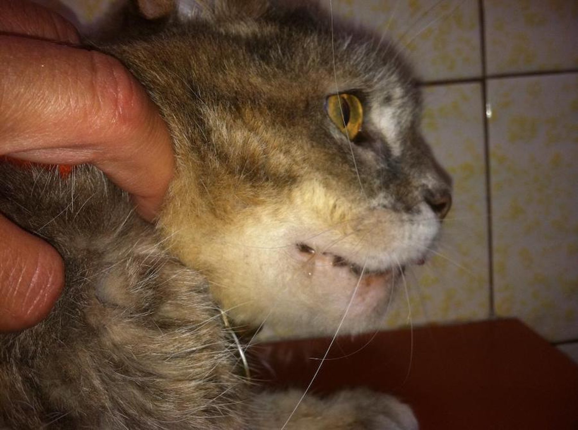 Carcinoma de células escamosas oral envolvendo a mandíbula, gato
