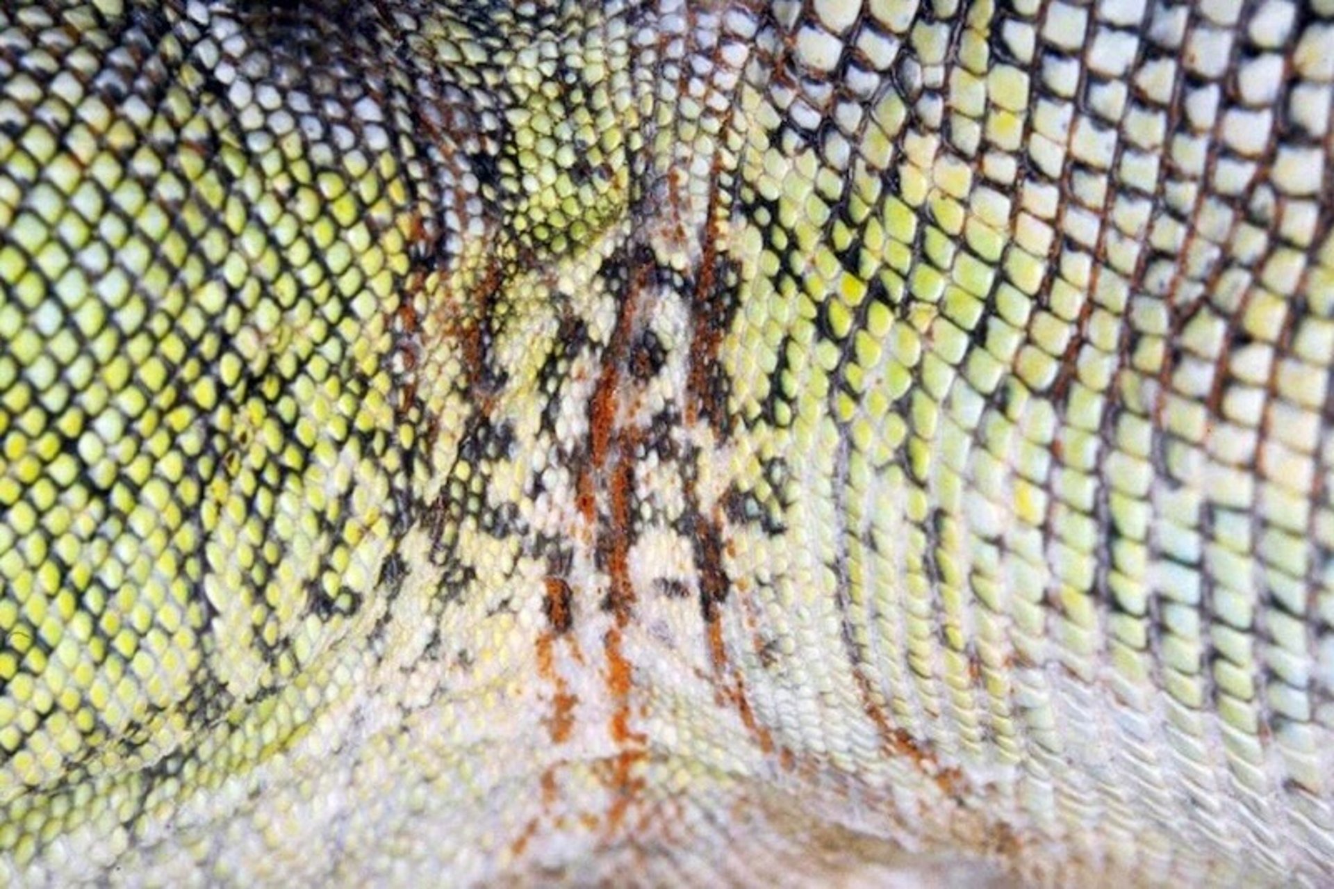 Ácaros lagarto naranja (<i >Hirstiella</i>), iguana