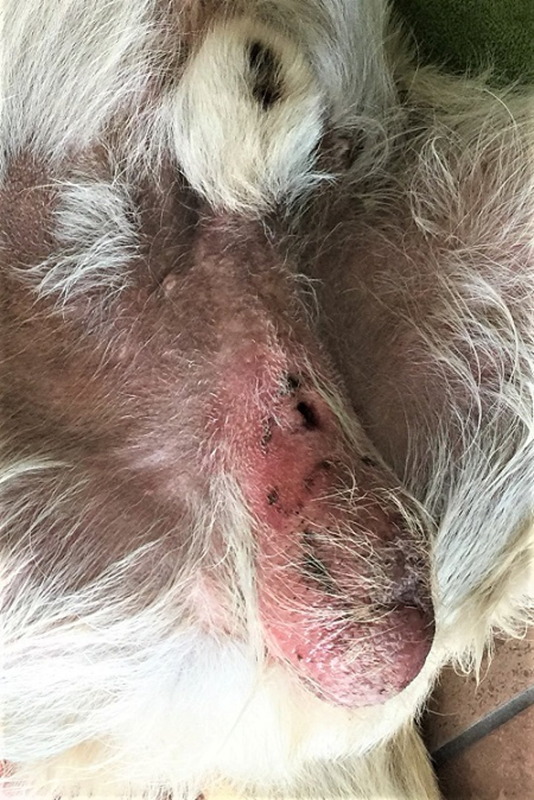 Orquite e epididimite, inflamação do escroto, cão