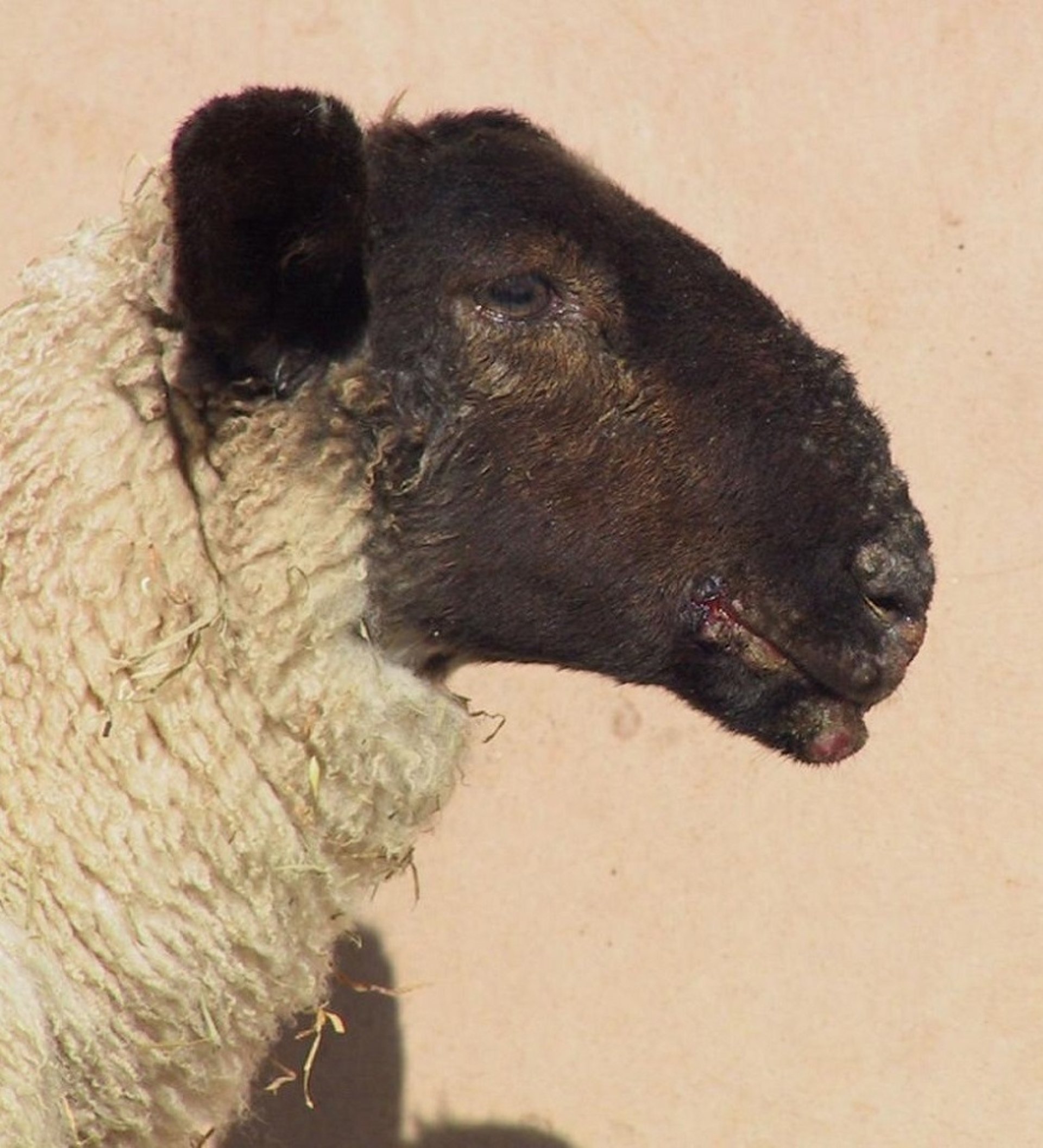 Orf, lip crusts, lamb
