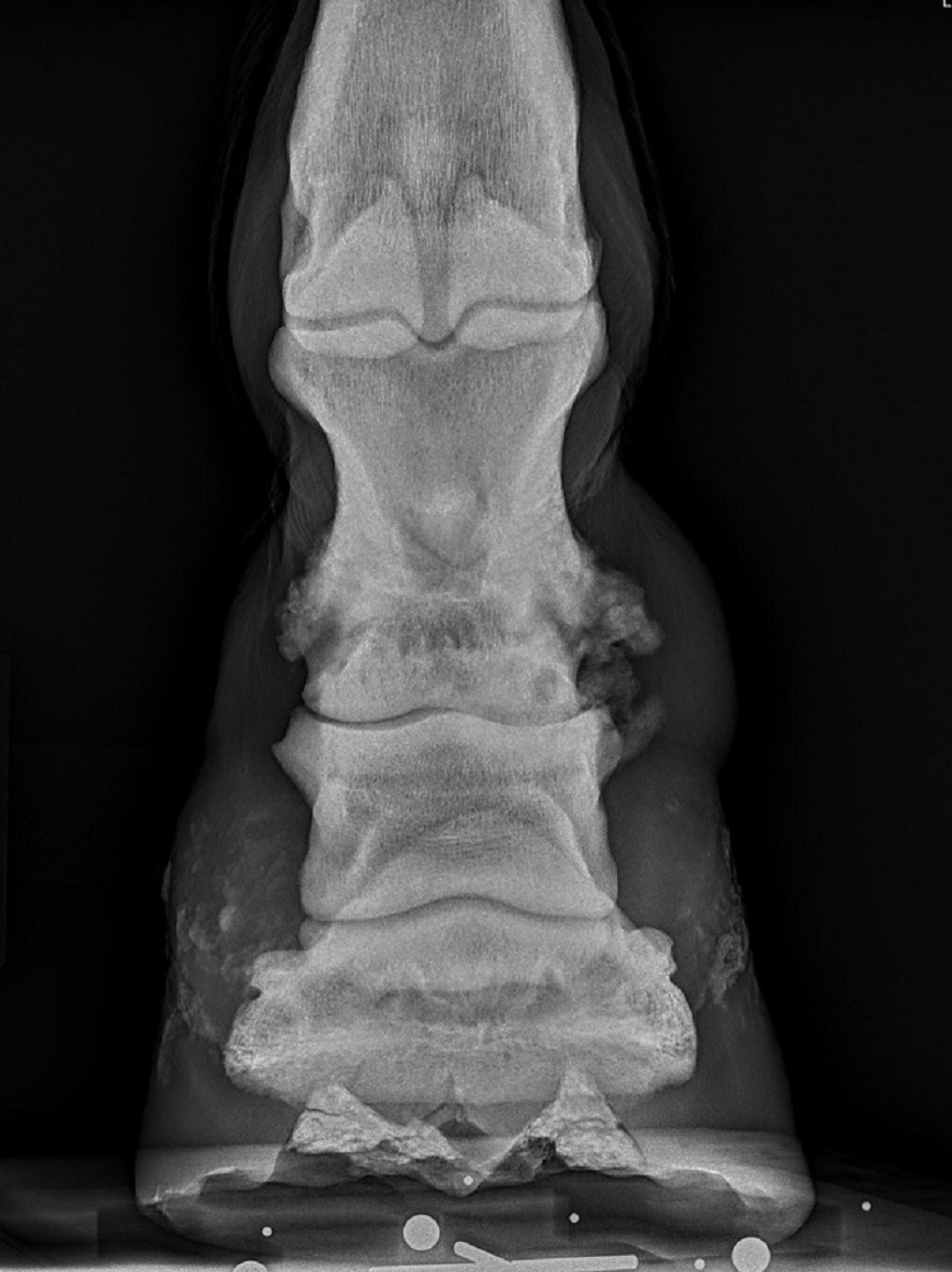 Osteoartritis, articulación de la cuartilla, caballo