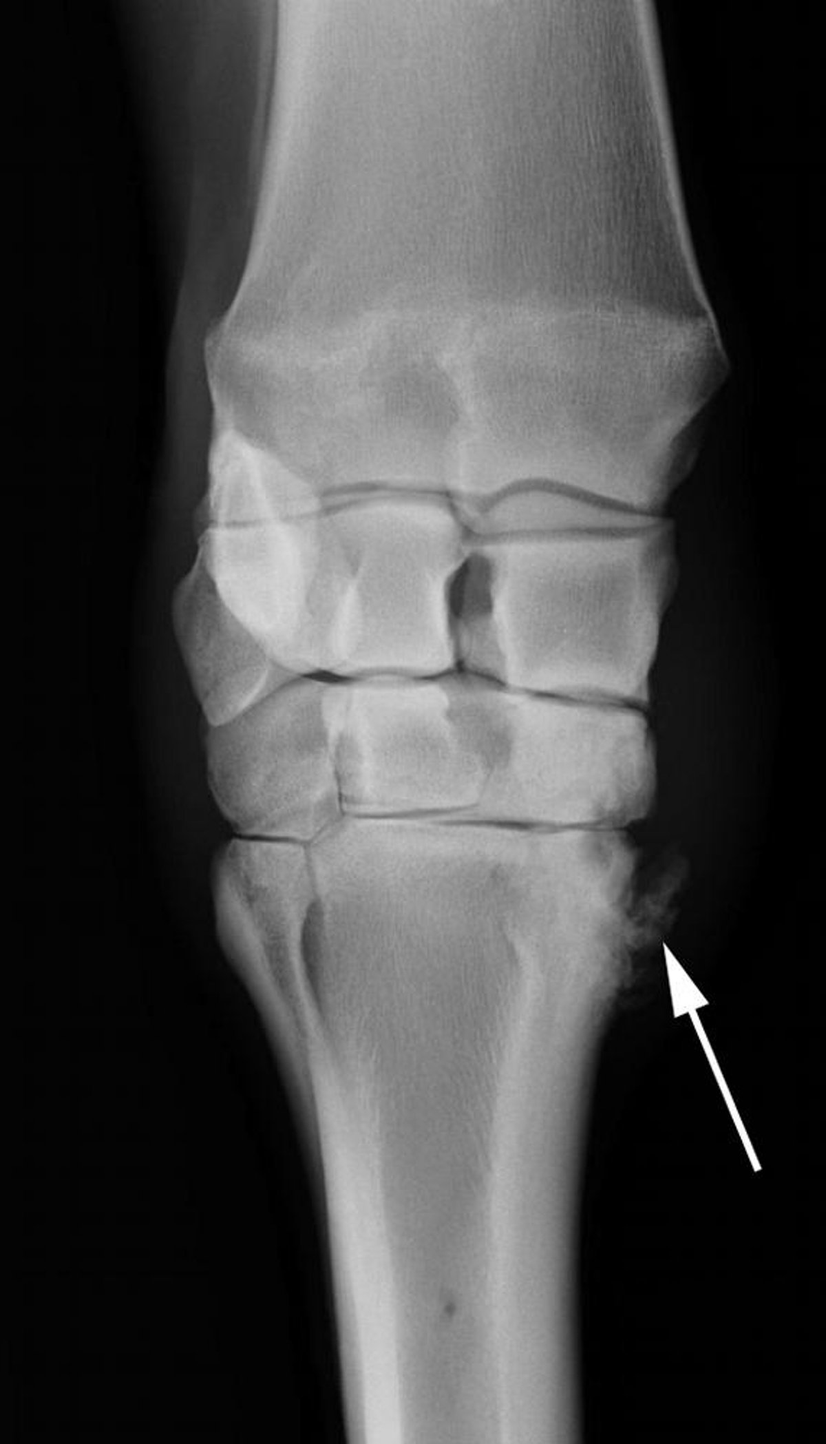 Osteoartritis de la articulación carpometacarpiana, radiografía, caballo