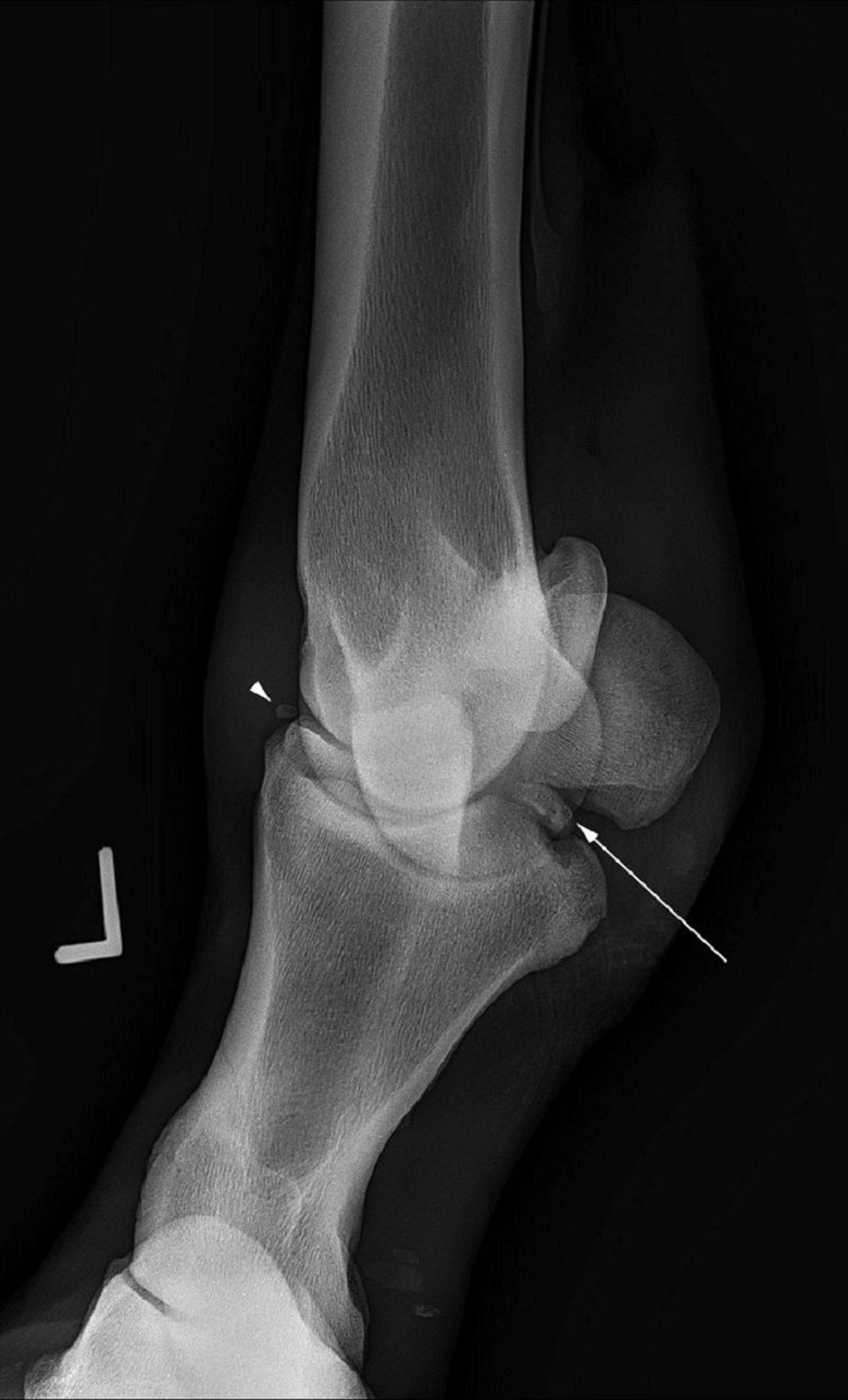 Osteochondral fragments, radiograph, horse