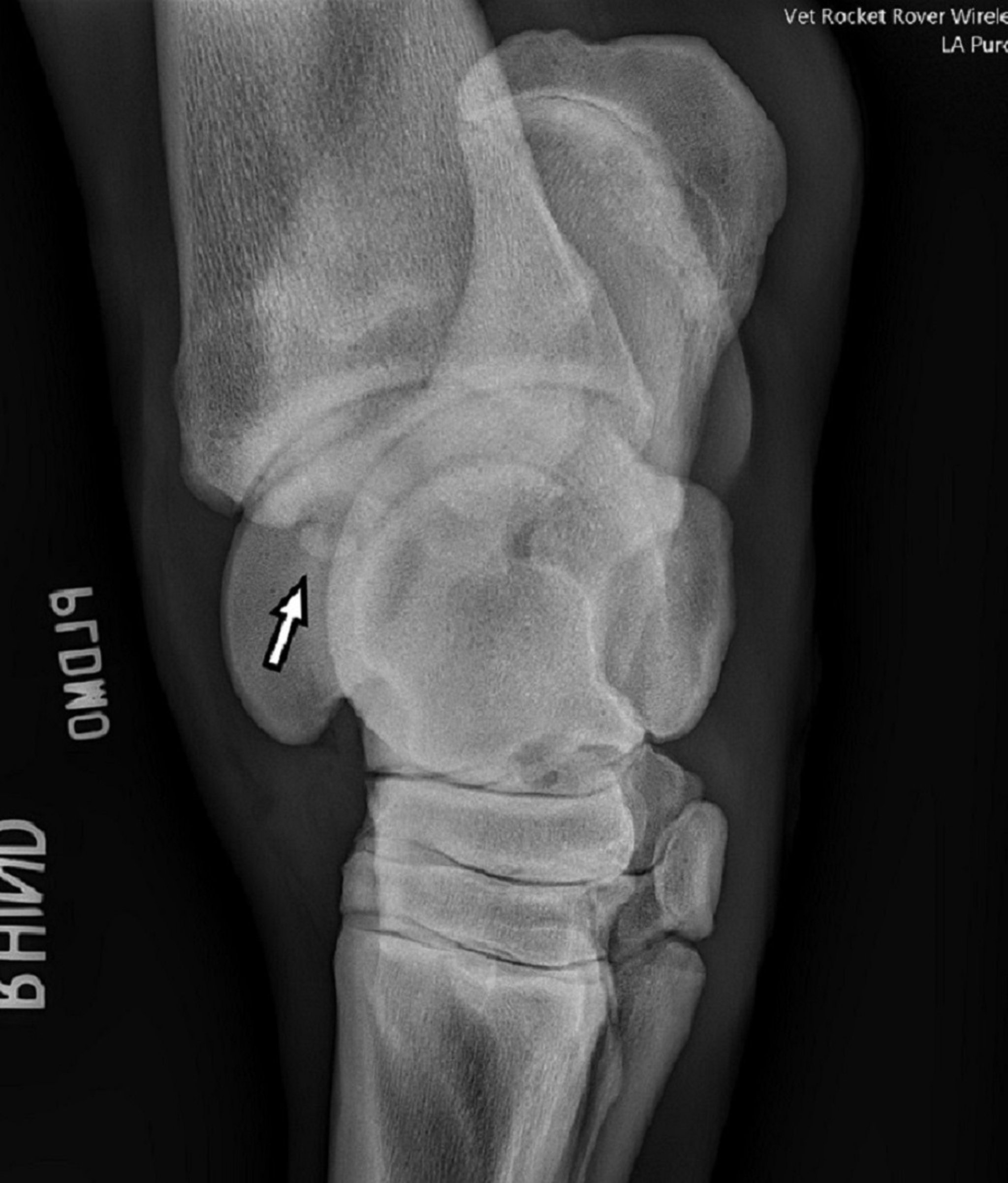 Osteocondritis disecante, articulación tarsocrural, caballo, proyección radiográfica