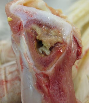 Osteomyelitis, poultry