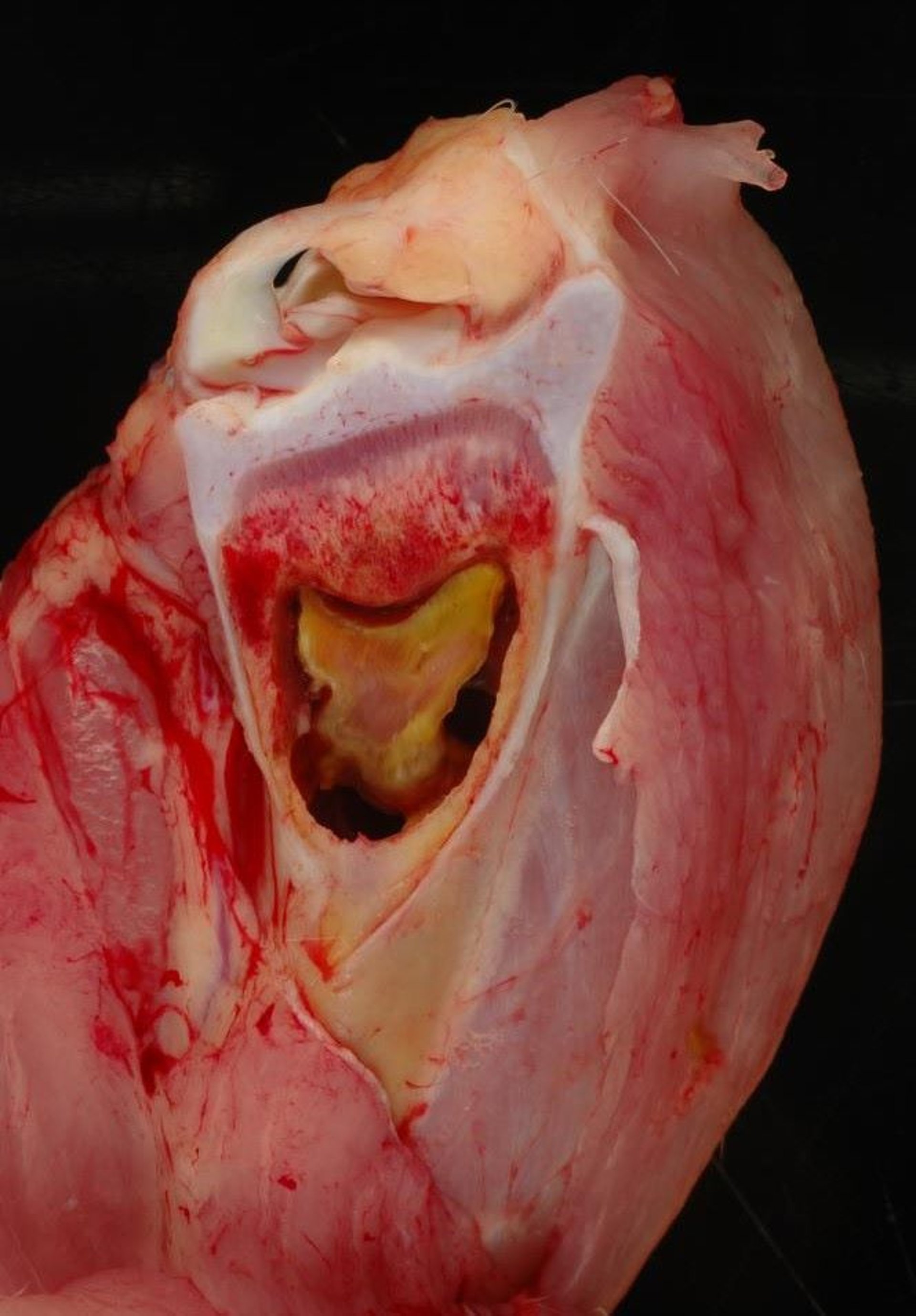 Osteomyelitis, tibiotarsus, chicken