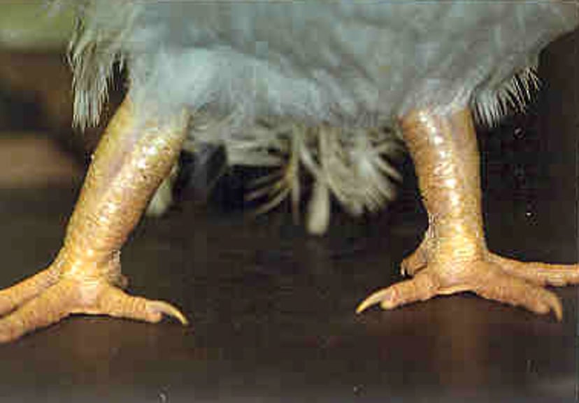 Osteopetrosis, pollo