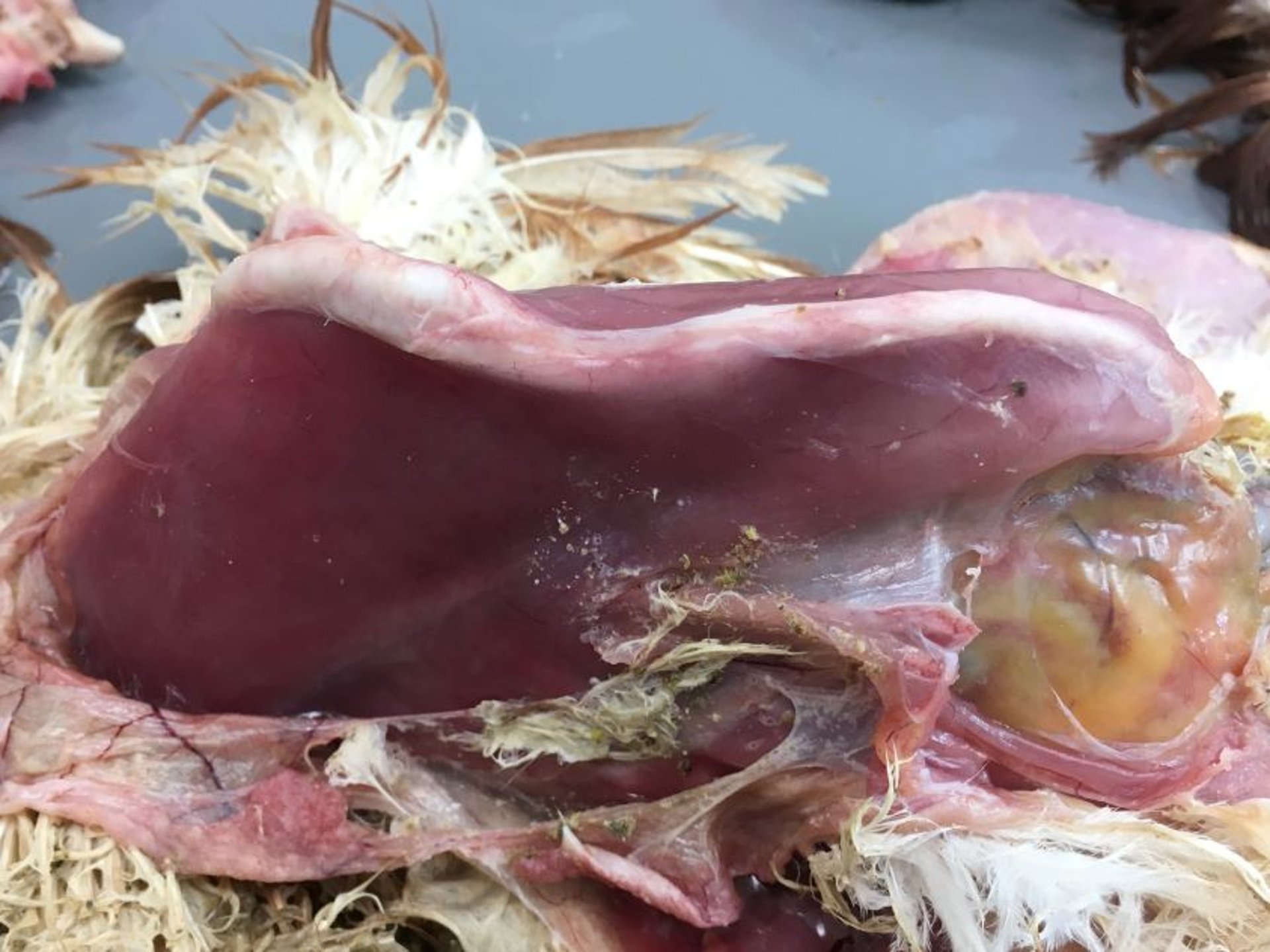 Osteoporosis, laying hen