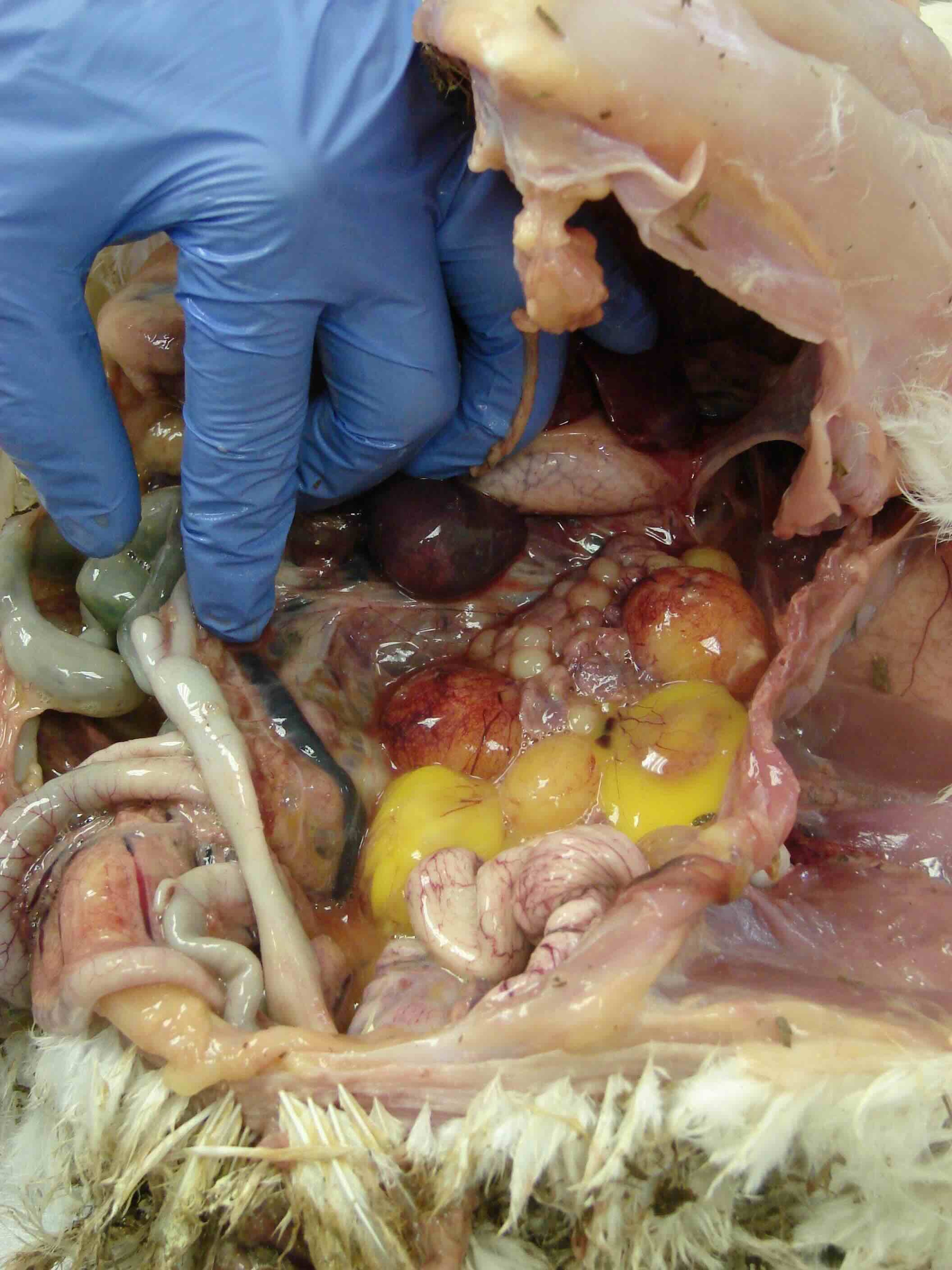 Ovary regression, overstimulated ovary, chicken