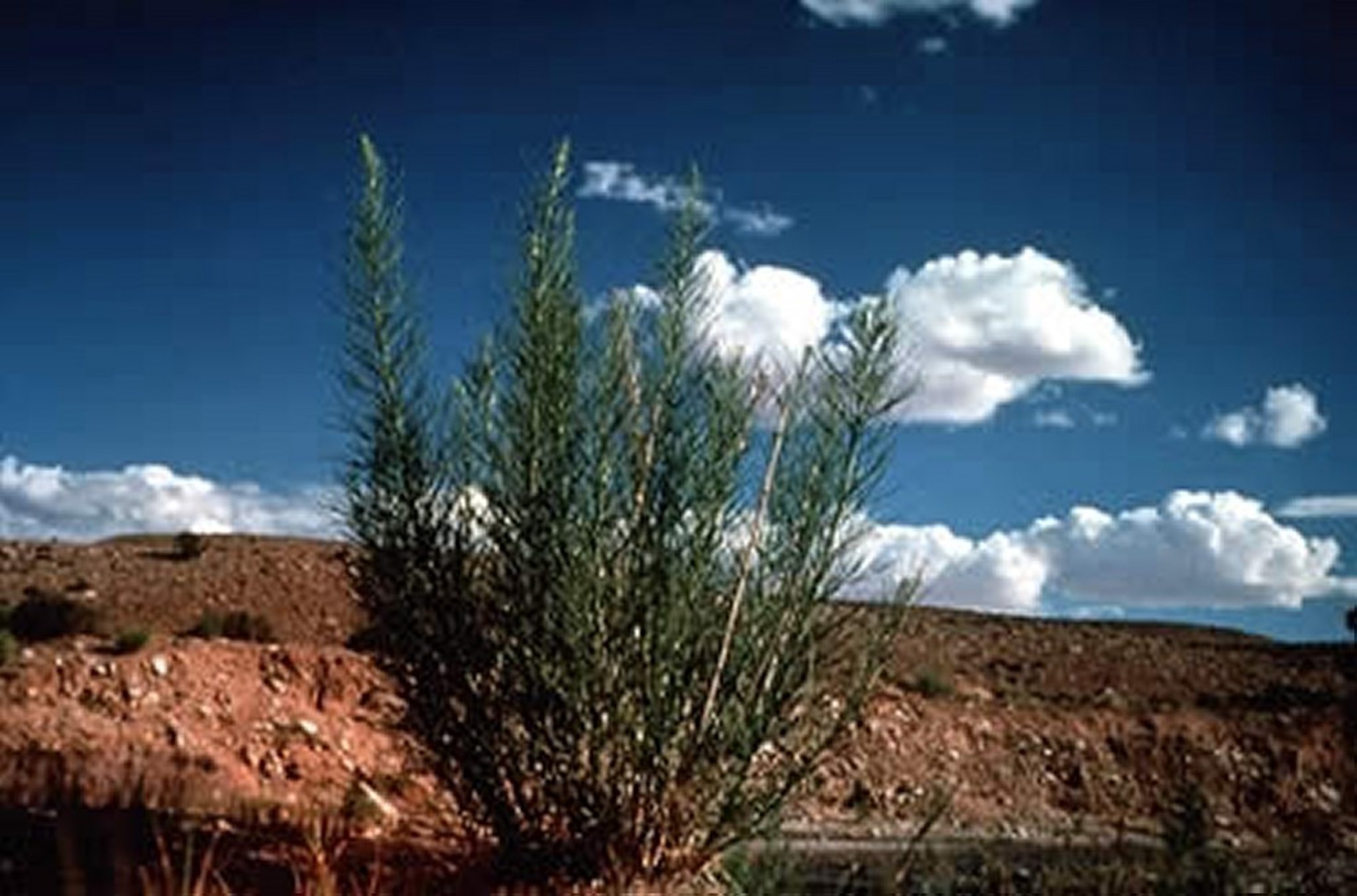 <i >Oxytenia acerosa</i> (Copperweed)