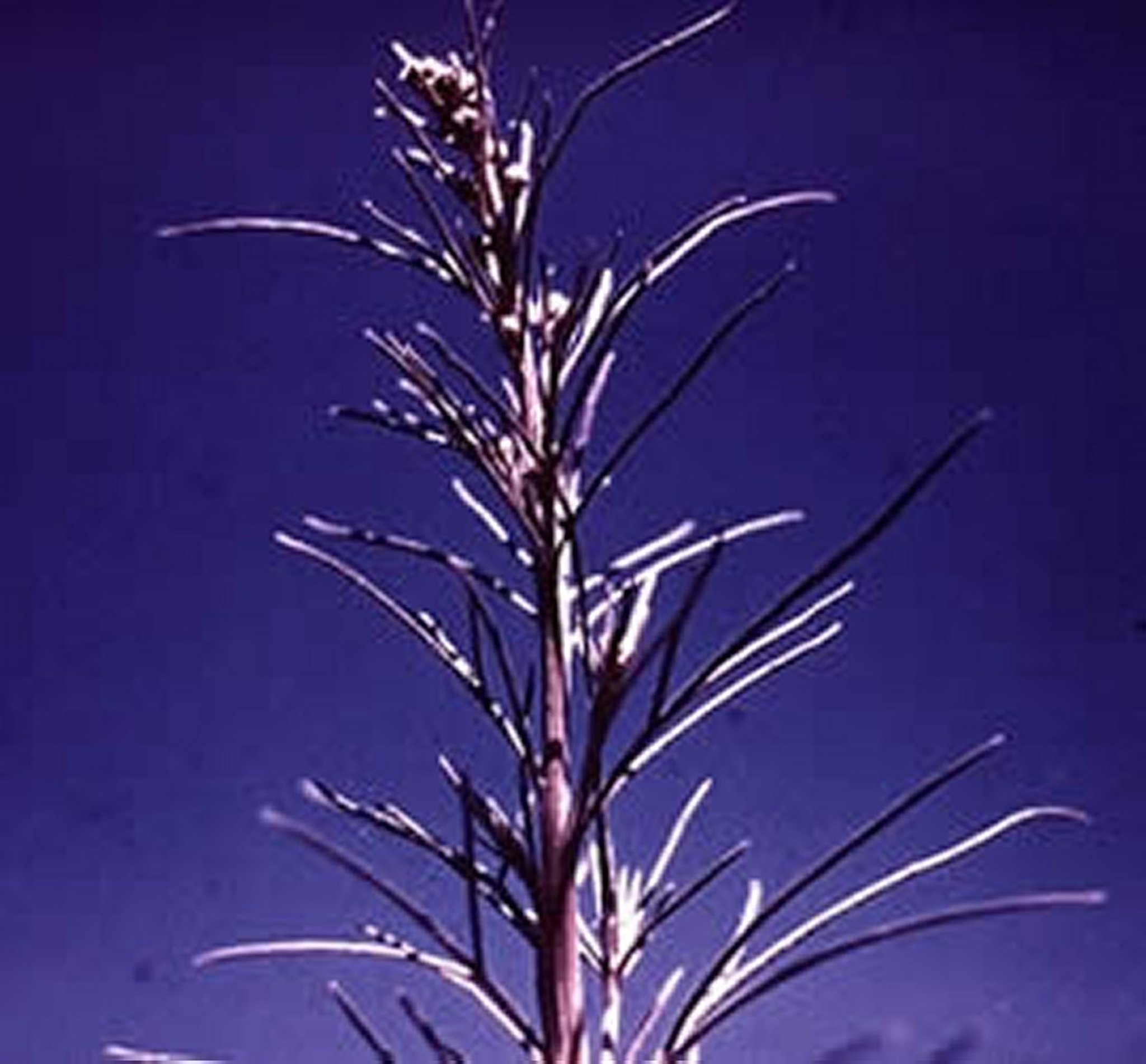 <i >Oxytenia acerosa</i>, planta con flores