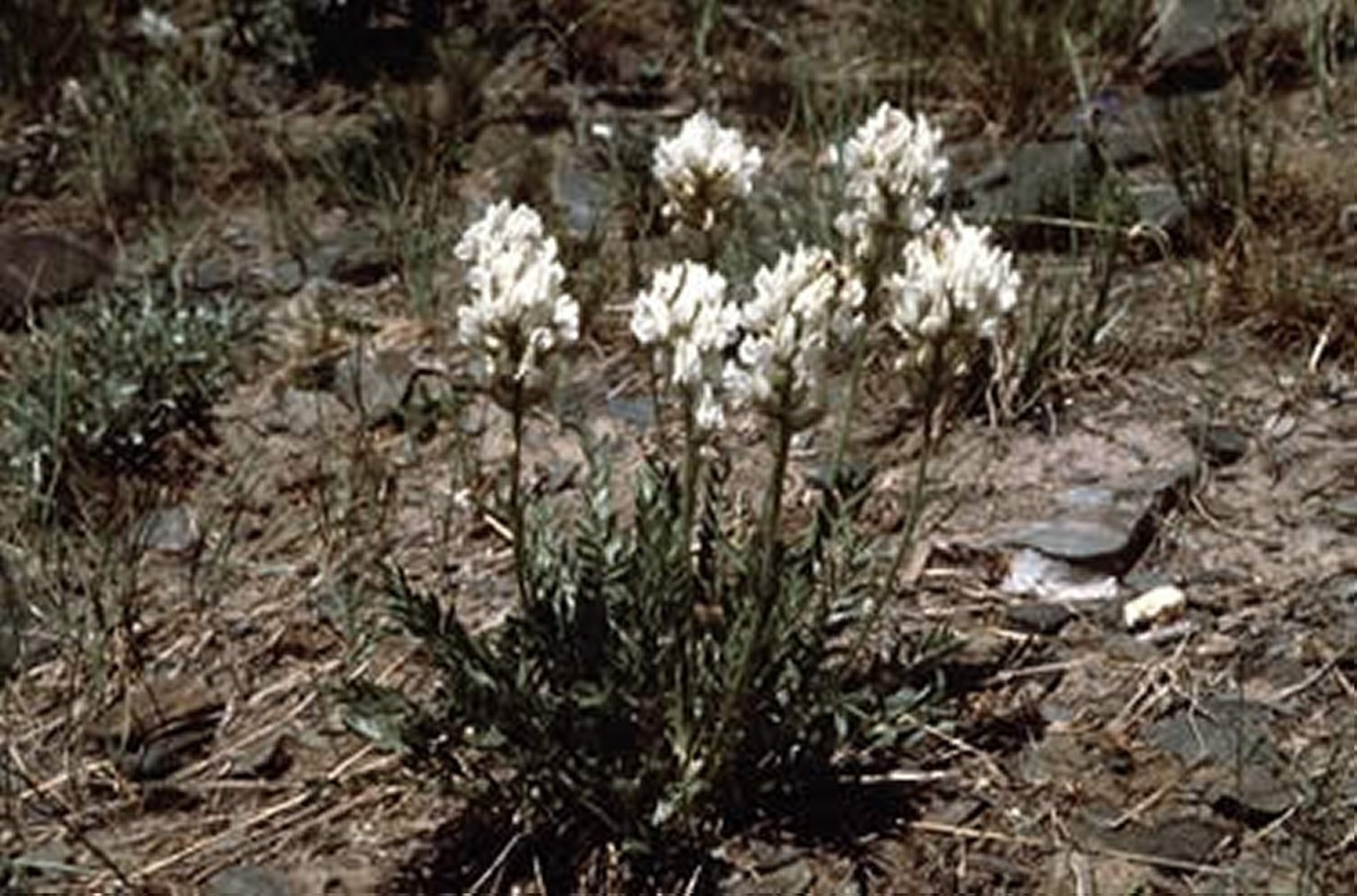 <i >Oxytropis sericea</i> (White Point Locoweed)