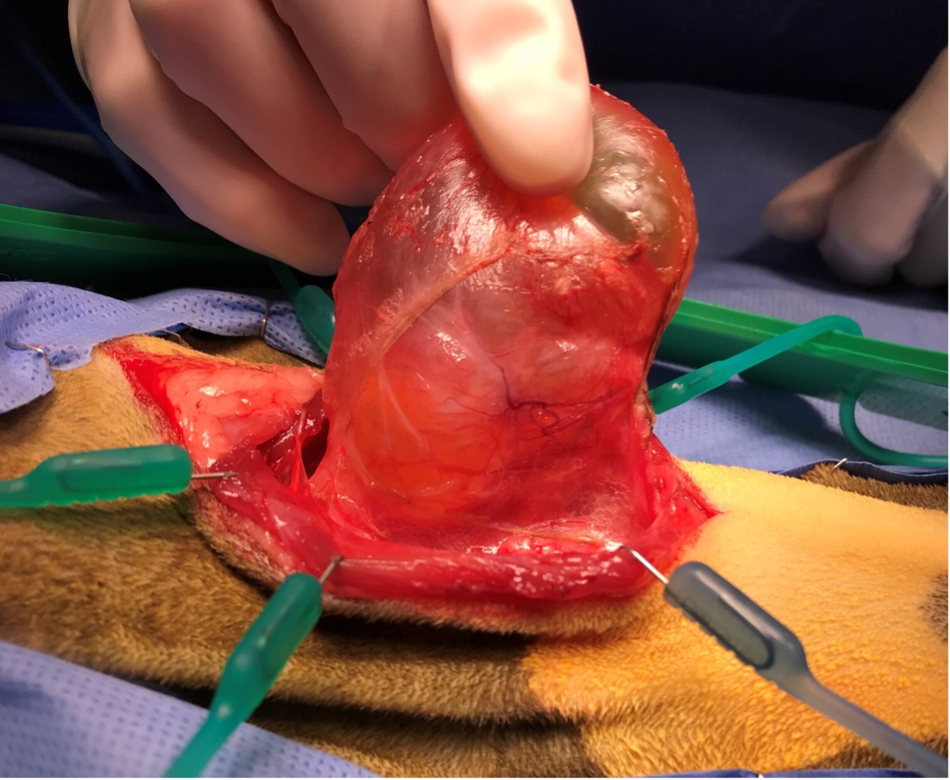 Parathyroid cyst, cat