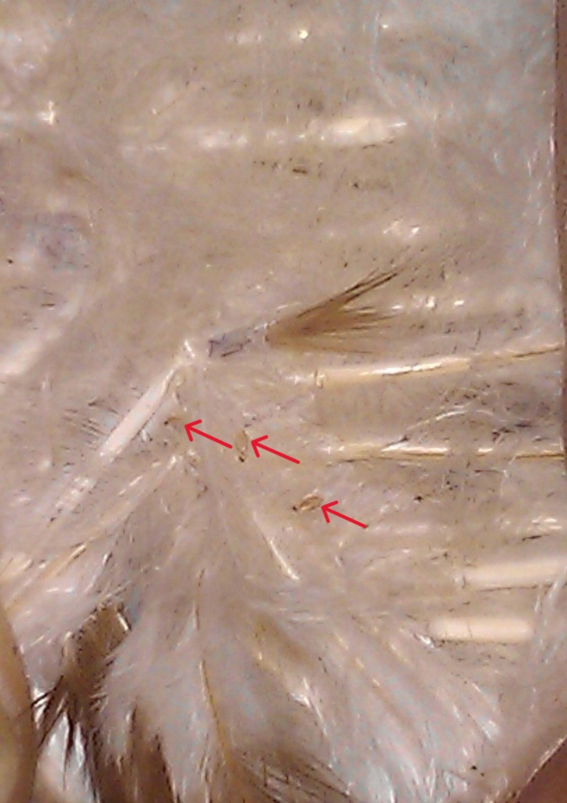 Parting feathers to see lice on a White Leghorn