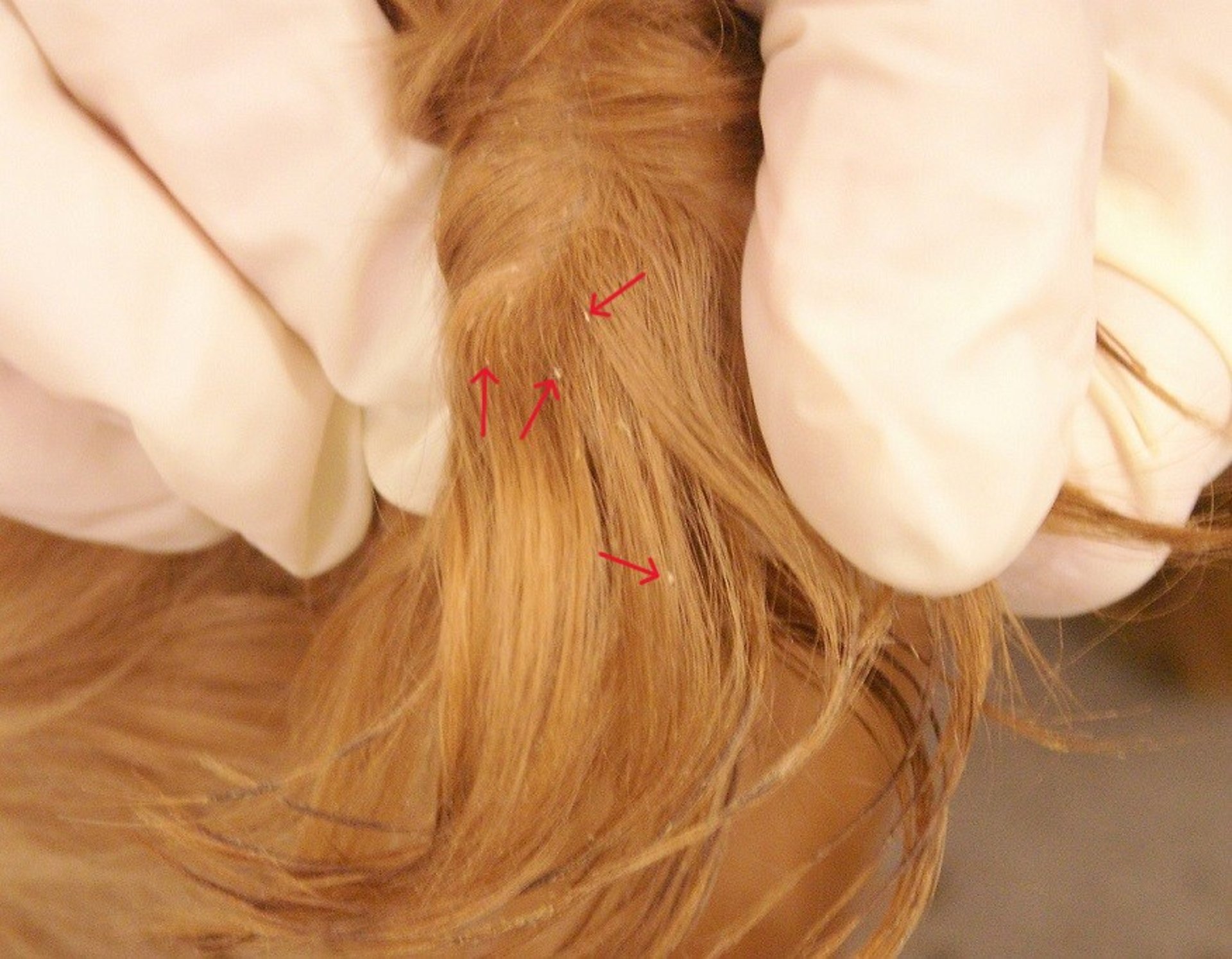 Parting hair to see lice and nits on a dog