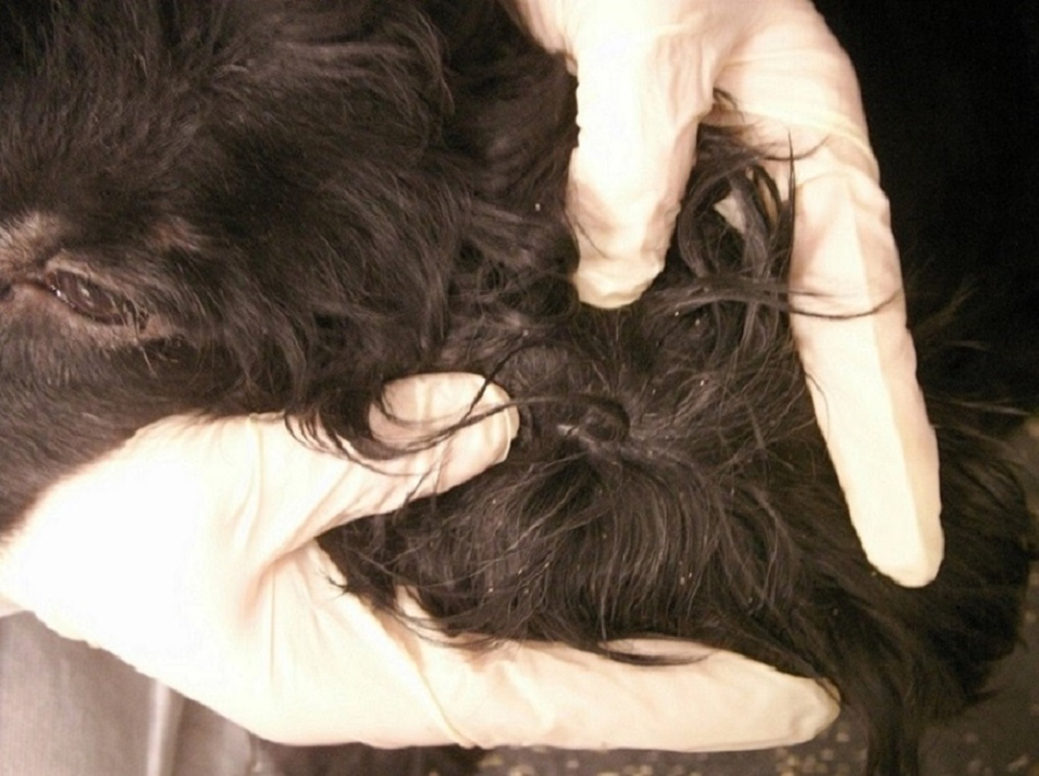 Parting hair to see lice (<i >Trichodectes canis</i>) on a dog