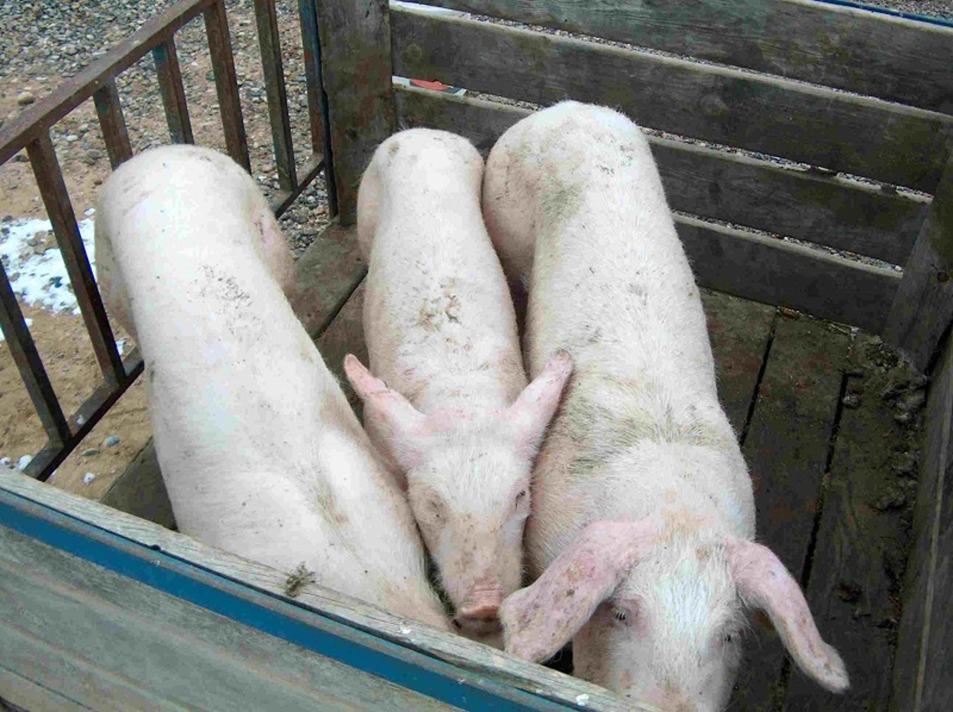 PCV-2 systemic disease, pig