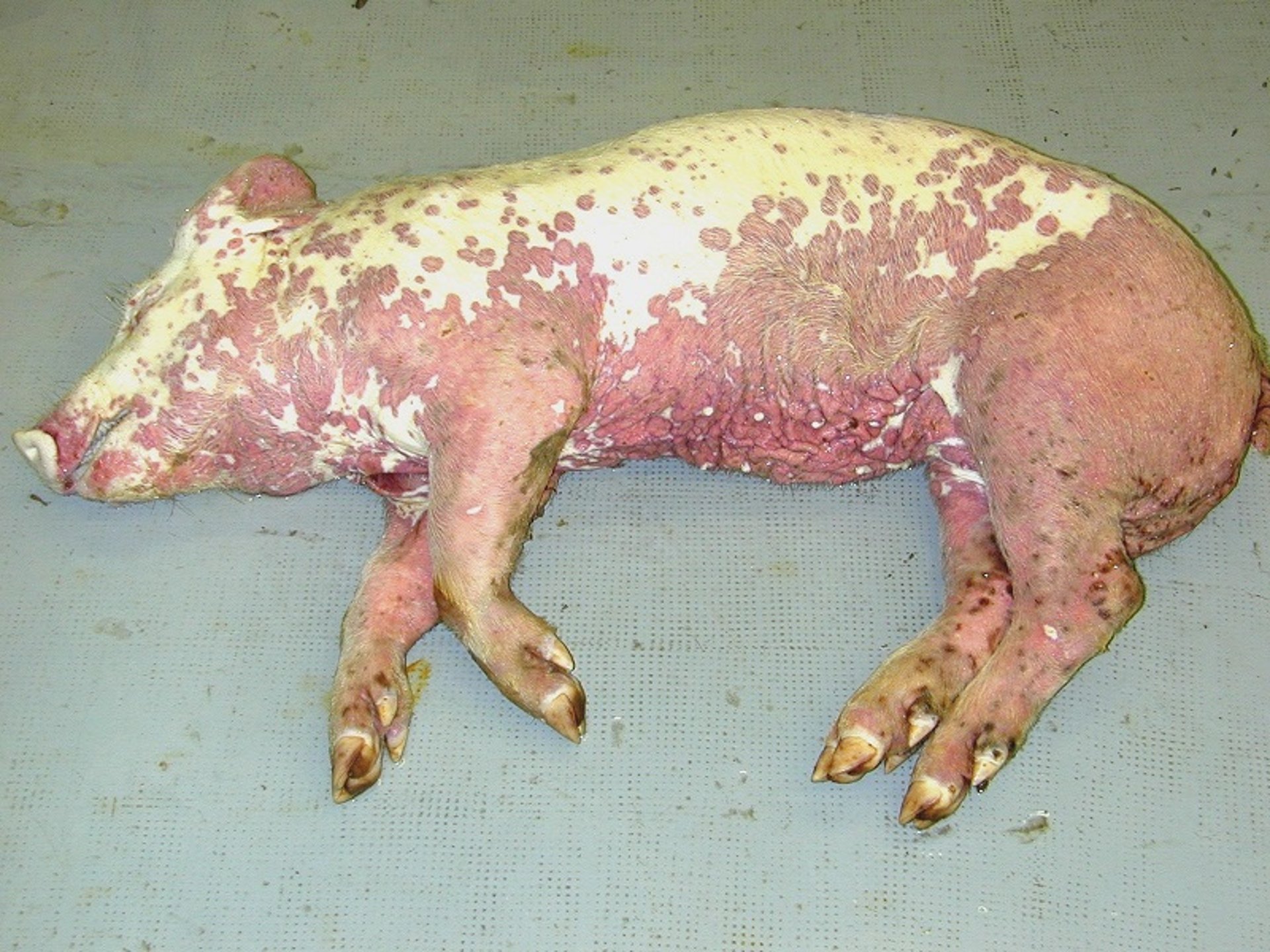 Porcine dermatitis and nephropathy syndrome, pig