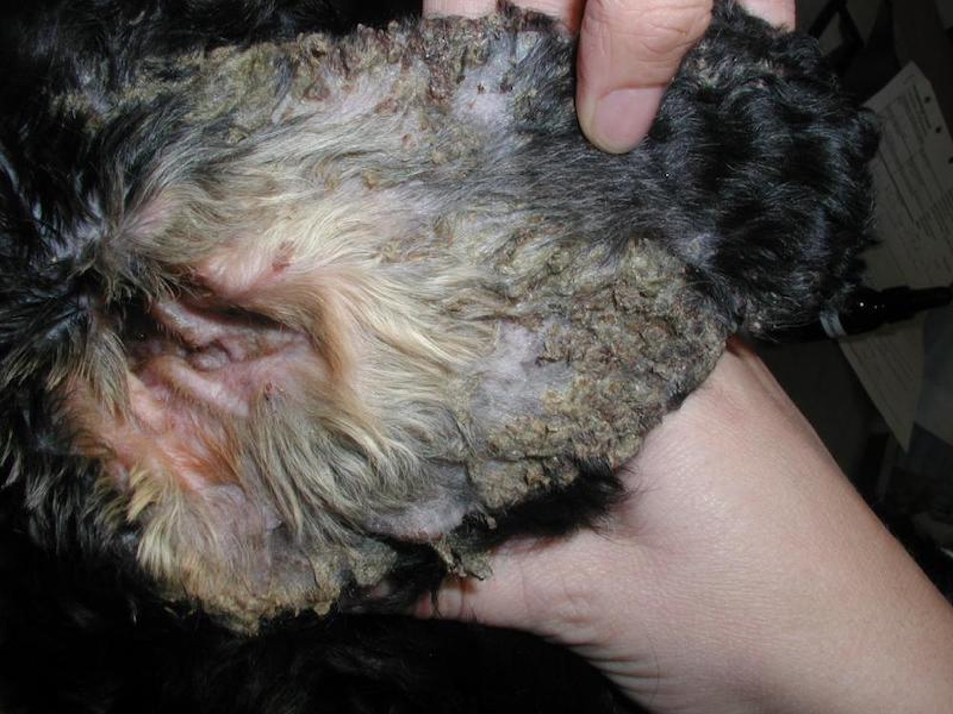 Pemphigus foliaceus, pinnal lesions